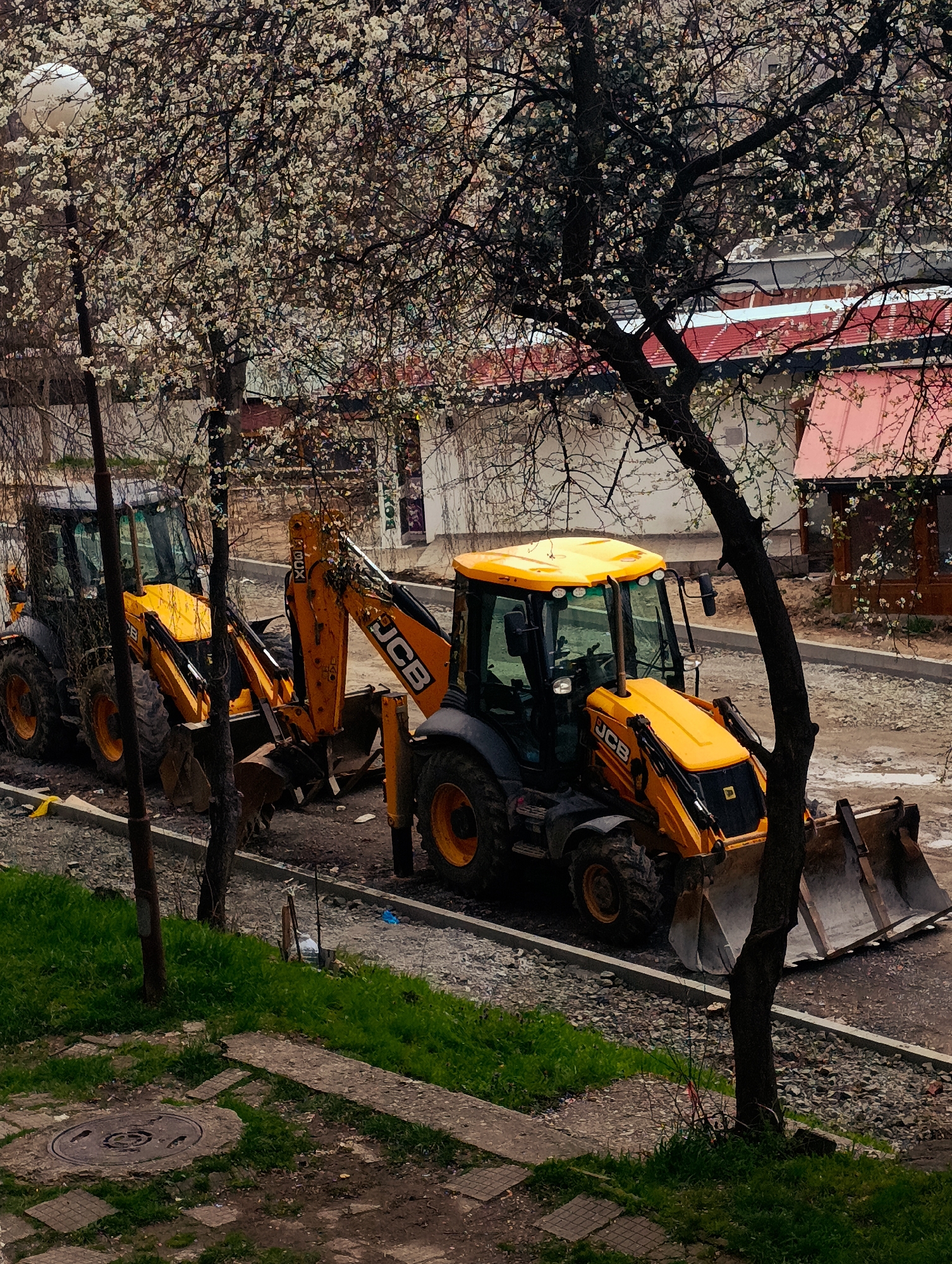 The image captures a scene of construction and urban life in Kardzhali, Bulgaria. Two JCB backhoe loaders are parked along a street under a blossoming tree. The backhoe loaders are yellow with black accents and bear the JCB logo. The street is partially excavated, indicating ongoing construction or repair work. The trees are in full bloom with small white flowers. In the background, there's a building with a red awning. A sewer access port is visible in a patch of grass in the foreground. The day is overcast.
