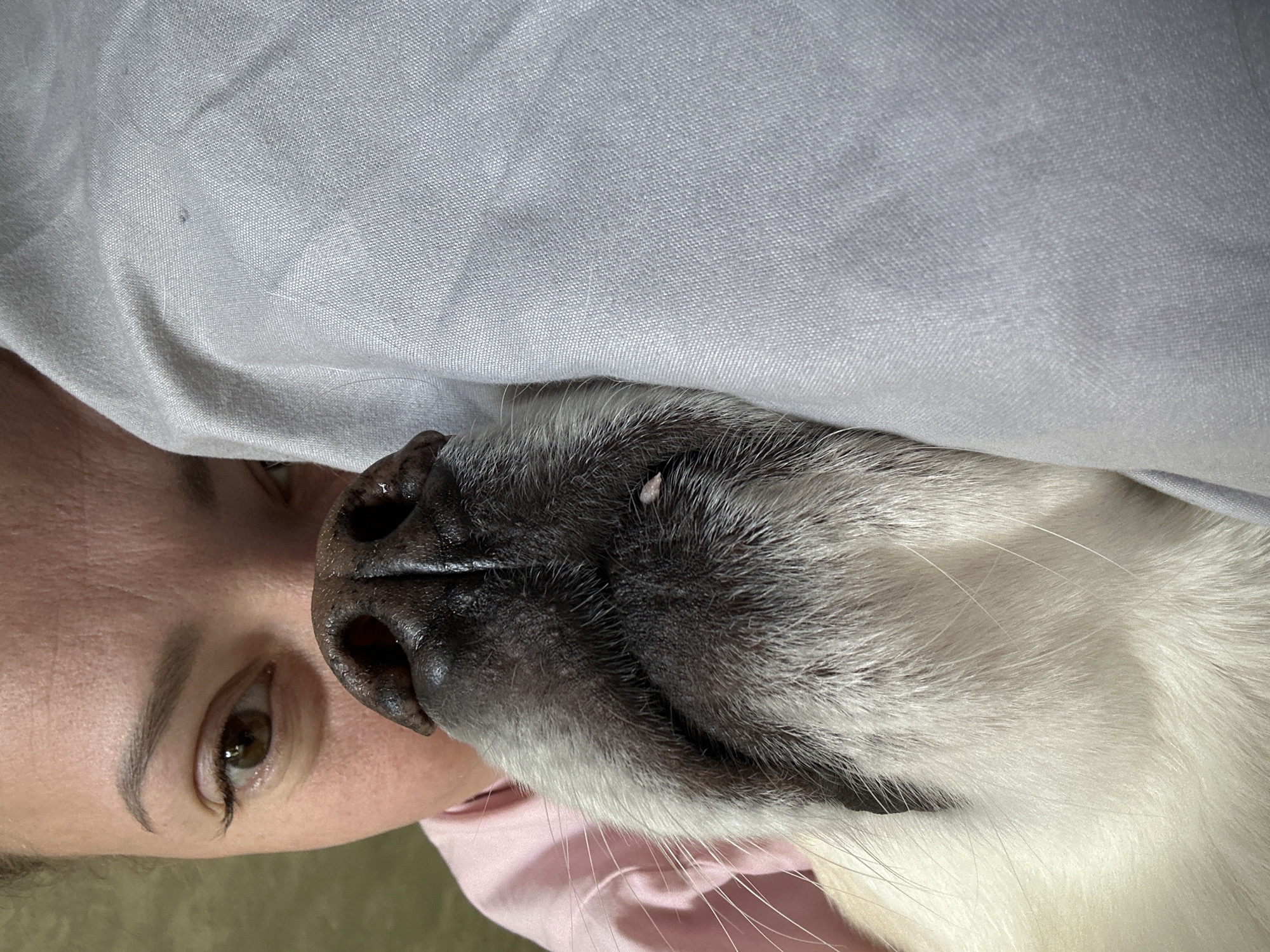 The image is a close-up, low-angle shot of a person and a dog in bed. The person's face is on the left side of the frame, with their left eye, eyebrow, and part of their cheek visible. They have light skin and brown eyes. Their head is tilted, and they appear to be looking at the camera or just beyond it.
The dog is on the right side of the frame, with its snout and the fur around its face and neck prominently featured. The dog has a dark nose with visible nostrils, and its fur is a mix of dark grey and white. Long, white whiskers are scattered across its muzzle. A small, light-colored bump is visible on the dog's snout, just above its nostril.
Both the person and the dog are partially covered by a light grey blanket, which takes up a significant portion of the upper part of the image. The person is also wearing a pink garment, likely a shirt or pajamas, which is visible beneath the dog.
The lighting suggests it could be daytime, possibly morning or evening, given the soft quality. The setting is clearly a bedroom. The overall mood conveyed is one of intimacy and comfort, suggesting a close bond between the person and the dog. There is no visible text in the image. The location context is Khimki, Russia.