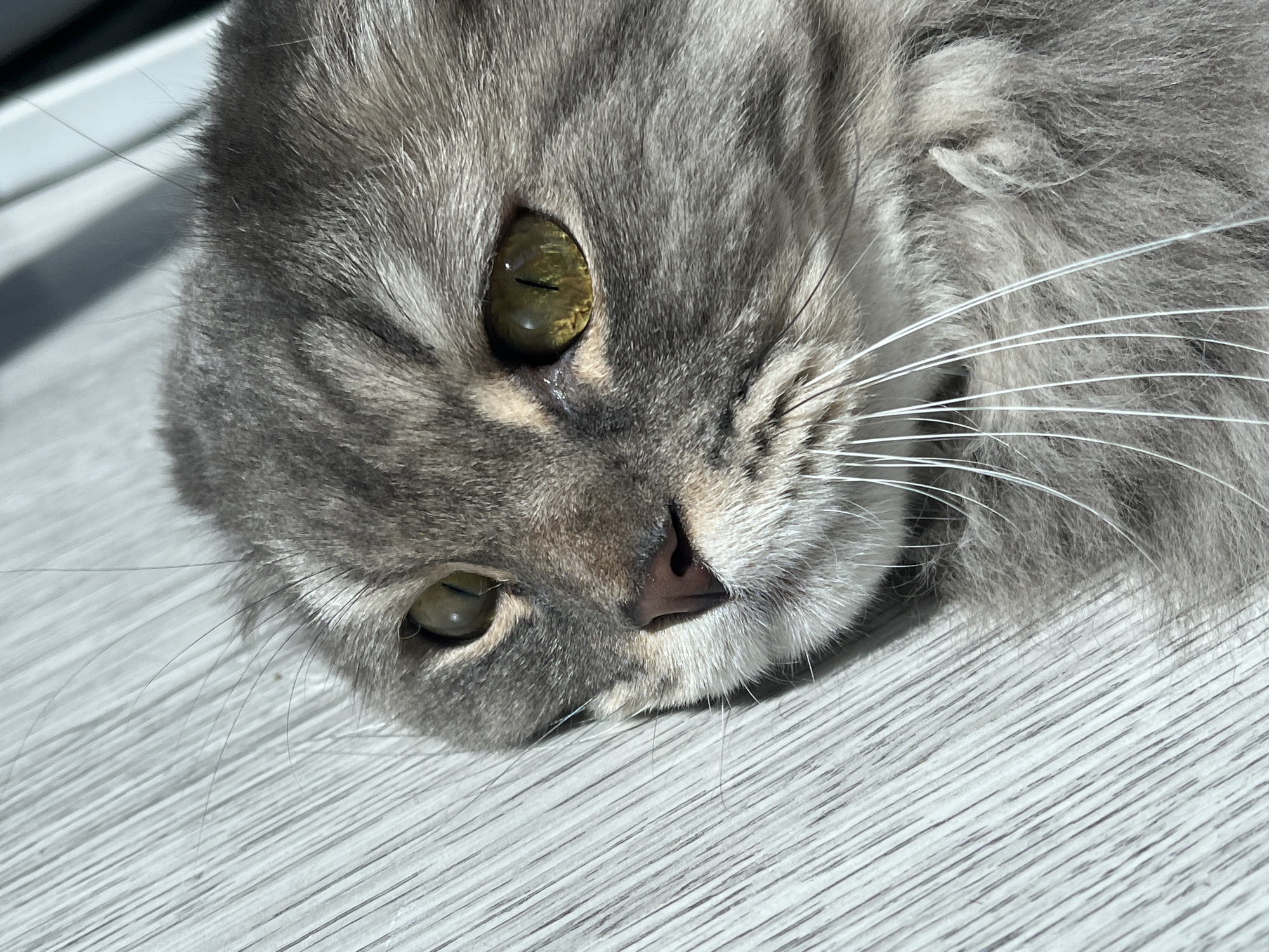 A close-up, eye-level shot shows a gray tabby cat lying on a light-colored, wood-grain surface. The cat's head is tilted, and its left eye, with a green iris and slit pupil, is in sharp focus. The cat's nose is pink, and its white whiskers extend outwards. The background is softly blurred, with diagonal shadows suggesting a light source from the left. The surface appears to be a floor or table. The setting is indeterminate, with no identifiable city landmarks or urban features present.
