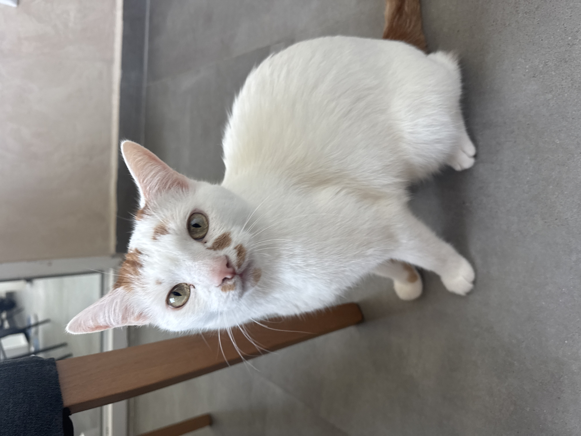 A white cat with orange patches on its head and tail is sitting on a gray floor indoors. The cat is facing the camera with its eyes open. To the left of the cat is the leg of a wooden chair with a black seat. The background is a wall with a horizontal gray stripe. The image was taken in Sofia, Bulgaria.