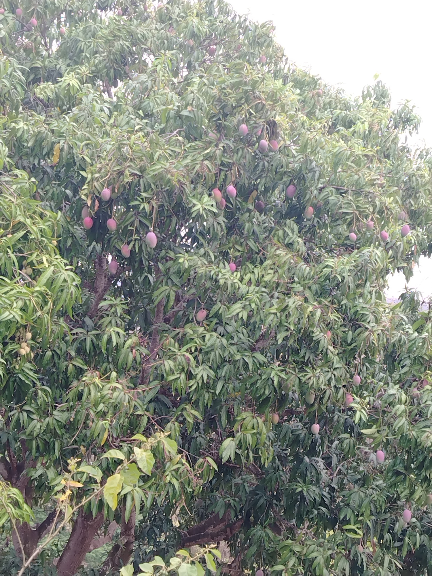 The image depicts a mature mango tree heavily laden with fruit. The mangoes are mostly green and red. The tree's leaves are lush and cover the branches. The location is likely Tinaquillo, Venezuela, based on the prompt. The environment suggests a natural setting, possibly a garden or orchard. There are no people visible in the image.