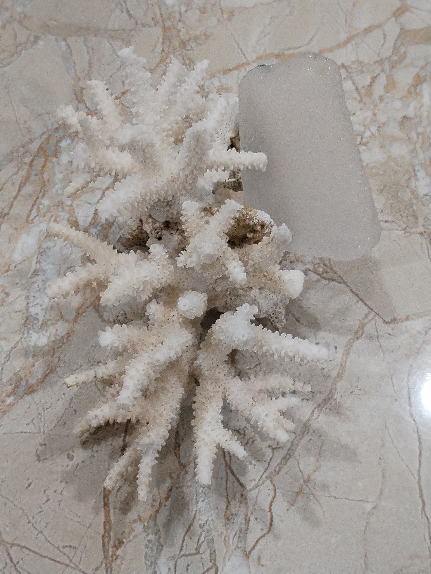 The image shows a piece of white coral next to a translucent cylindrical object on a marble-patterned surface. The coral is branched and textured, with a slightly browned base. The cylindrical object is smooth, possibly glass or ice. The surface appears to be a table or countertop with a light beige base and brown veining. The location in the city of Nha Trang Ward, Vietnam is not evident from the visual information in the image.