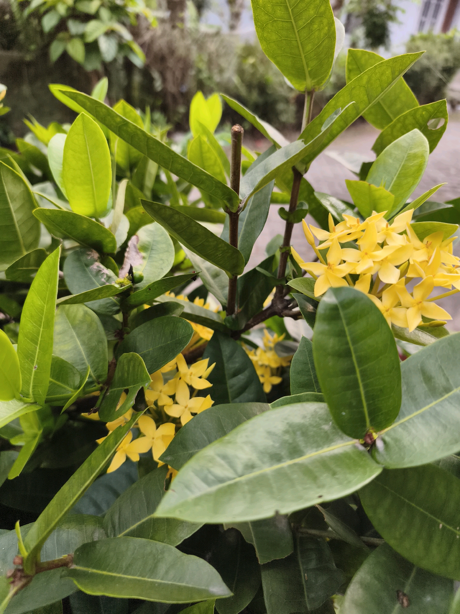 A close-up, eye-level, vertical shot displays a cluster of vibrant yellow flowers among lush green foliage. The flowers, small and star-shaped with four petals, are grouped together in a dense cluster. The leaves are broad, pointed, and exhibit a deep green color with visible veins. Some leaves show signs of damage, with small holes and browning on the edges. The background is softly blurred, suggesting an outdoor environment with hints of other greenery and possibly a paved surface. The image was captured in Kaligondo, Indonesia.