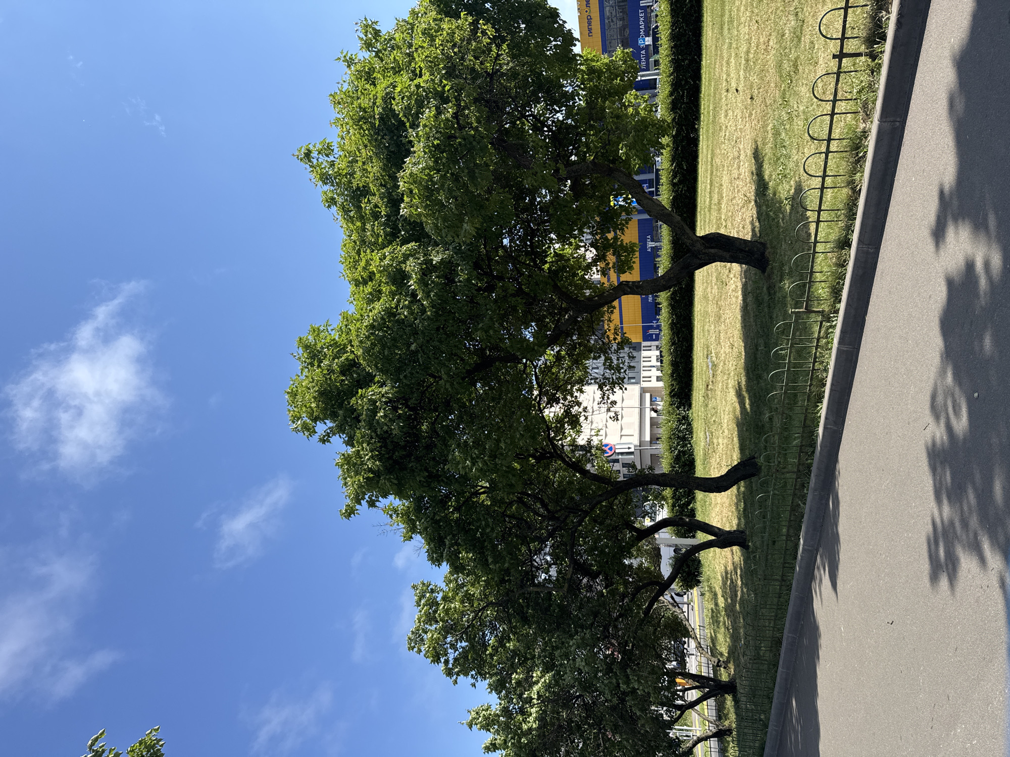 A bright, sunny day in Unknown, Unknown, features a row of lush green trees lining a grassy area bordered by a low, black metal fence. Beyond the trees, a modern building with a blue and yellow facade is visible, and a sign displaying "ЛЕНТА ГИПЕРМАРКЕТ" suggests a retail establishment. The foreground shows a paved walkway casting shadows from the trees onto its surface. The sky above is a clear, vibrant blue with a few wispy white clouds scattered across it.