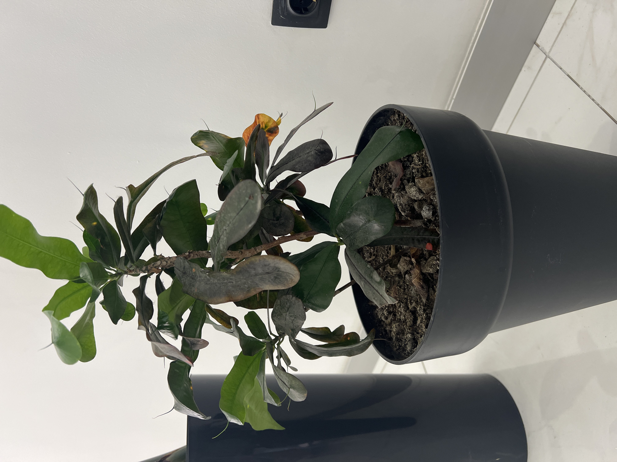 A potted plant with dark green leaves, some of which appear wilted and brown, sits in a black plastic pot against a white wall. The plant has a single stem and is approximately two feet tall. There is a black electrical outlet on the wall to the right of the plant. The floor is tiled in white. This image was taken indoors, likely in a residential or commercial setting, in Batumi, Georgia.