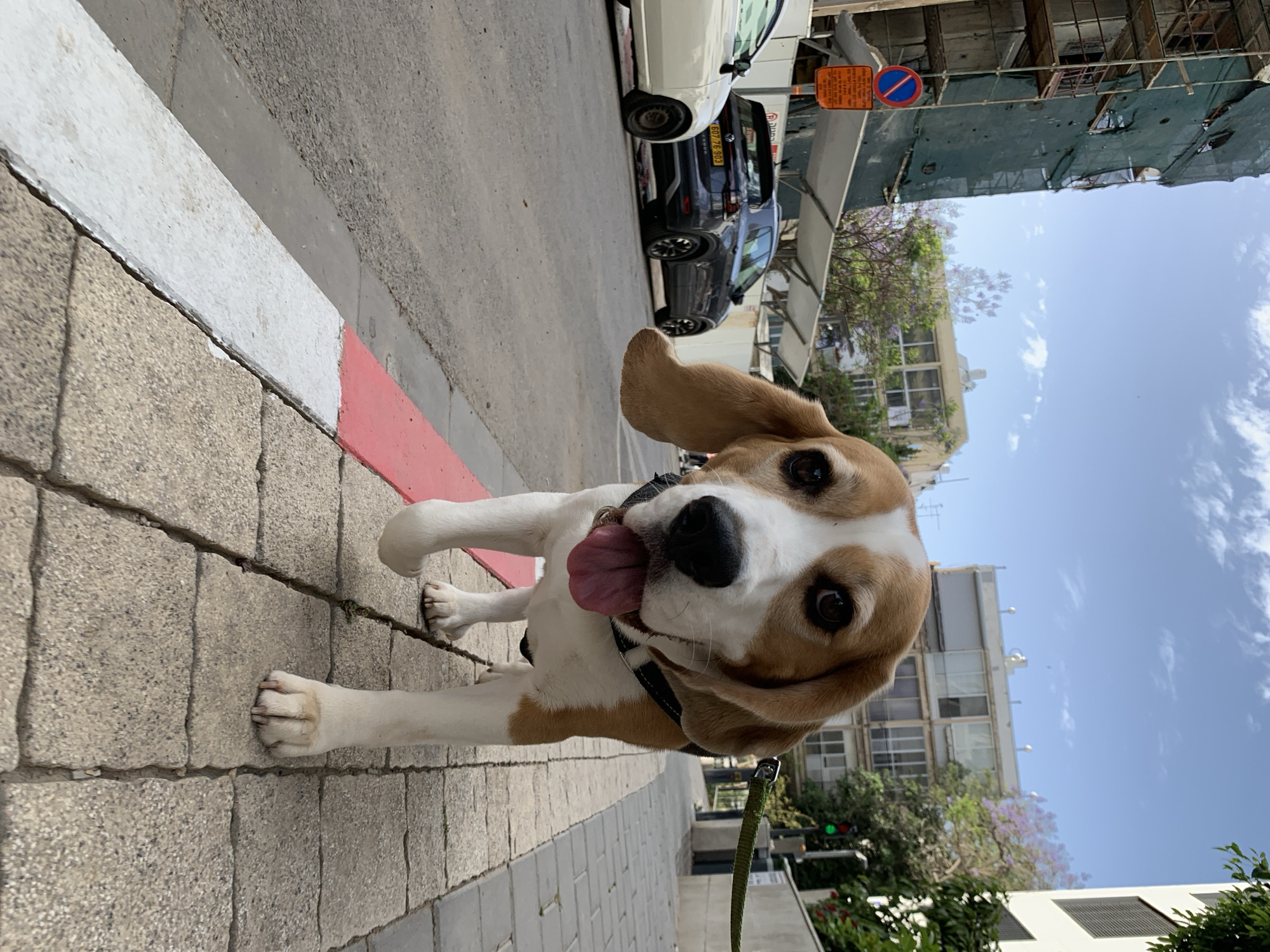 A tan and white beagle dog is standing on a brick sidewalk next to a curb painted white and red. The dog is wearing a black collar and is panting with its tongue sticking out. The scene is outdoors, with buildings, cars, and trees visible in the background. The scene is likely in Tel-Aviv, Israel, judging from the Hebrew license plate on a vehicle. A traffic sign in Hebrew is mounted to a nearby pole. The sky is blue with light clouds.