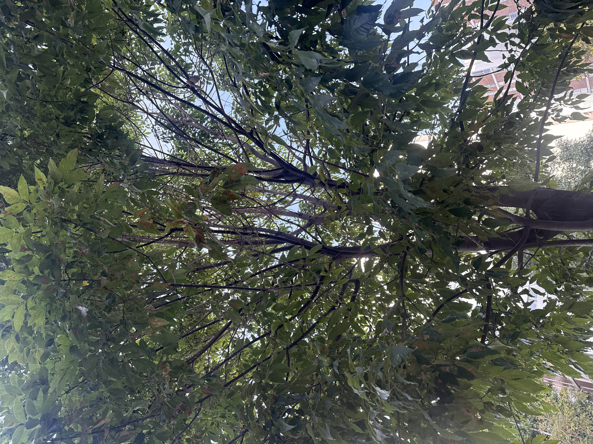 The image is a low-angle shot looking up into the canopy of a tree. The tree has dense green foliage with some brown spots on the leaves. Branches are visible, some silhouetted against the sky, which is partially visible through gaps in the foliage. In the background, the upper part of a building with a light-colored facade and windows can be seen. The location is inferred to be Puebla, Mexico, based on the prompt.