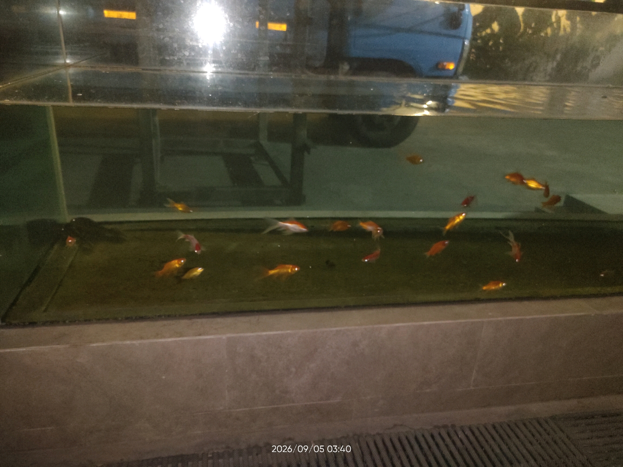 A medium-shot, outdoor, eye-level, color photograph captures a school of goldfish swimming in a rectangular aquarium located in Telagaasih, Indonesia. The aquarium's water appears murky, with a green tint. The background displays reflections of a blue vehicle and overhead lighting. The aquarium is positioned on a textured, brownish-grey ledge. The timestamp "2026/09/05 03:40" is visible in the lower right corner of the image. There are no people or significant human activity present in the scene.