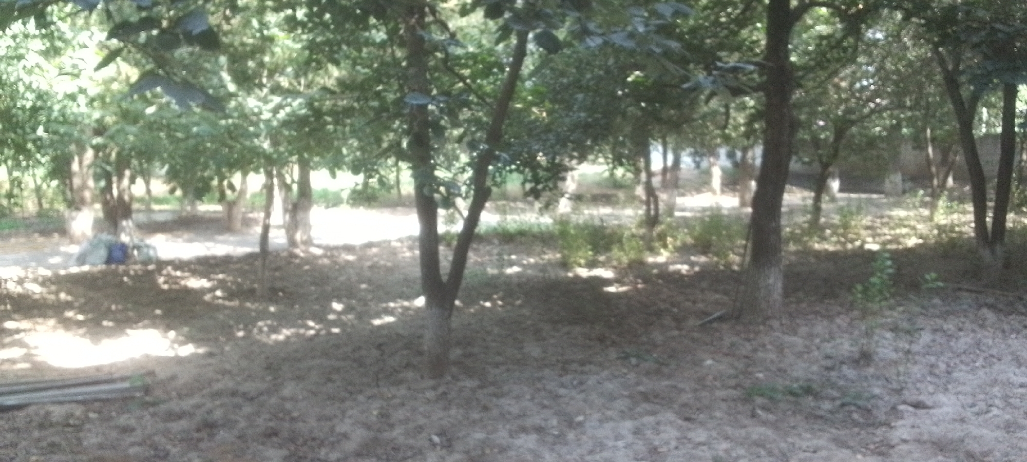 The image depicts a shaded area with several trees and a ground covered in dry leaves and dirt. In the background, there are glimpses of what appear to be buildings or structures, possibly whitewashed, partially obscured by foliage. A pile of what looks like grey and blue bags or tarps is visible on the left side, near the base of a tree. The lighting suggests it is daytime, with sunlight filtering through the leaves, creating dappled shadows on the ground. The scene appears to be an outdoor, possibly park-like or garden area, within the city of Dushanbe, Tajikistan.