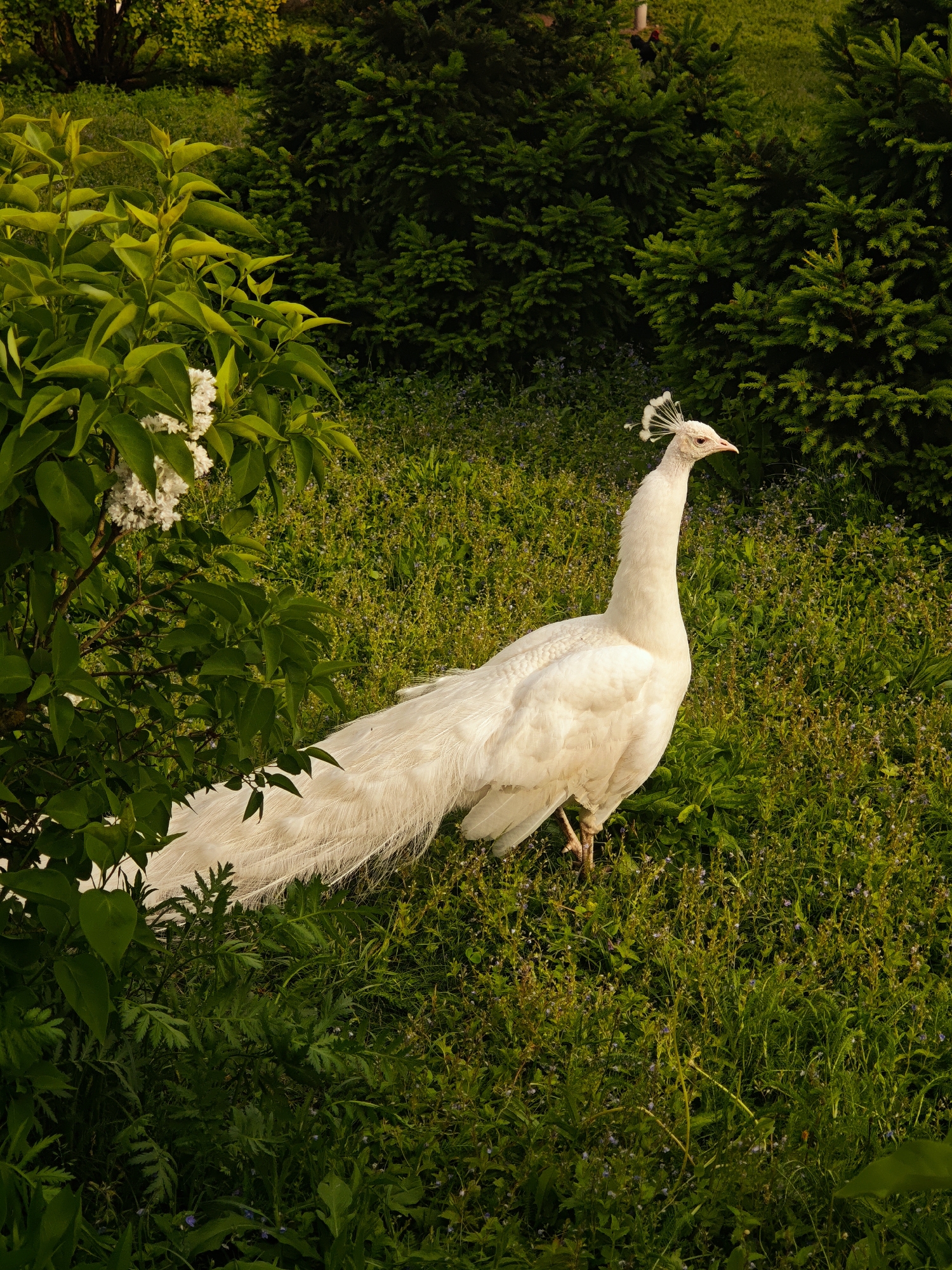 In a natural setting, likely a park or garden in Луговой, Russia, a white peacock stands amidst lush greenery. The peacock is the prominent subject, its plumage pristine against the varied tones of green foliage. The surrounding environment consists of dense bushes and a grassy field, suggesting a well-maintained, possibly cultivated, area. There are no other visible entities.