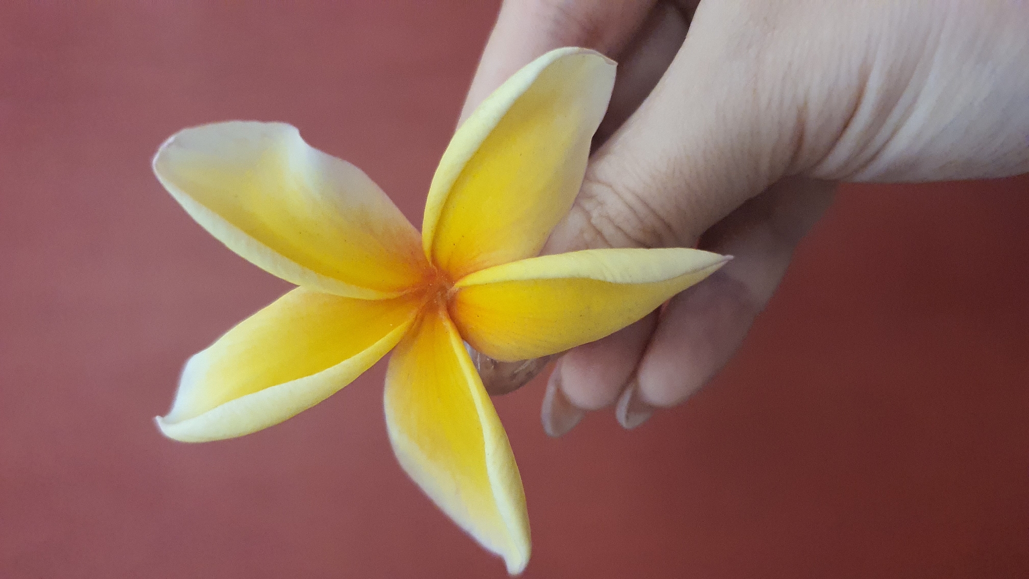 A hand with light skin and long, natural nails holds a yellow and white plumeria flower. The flower has five petals that are bright yellow in the center and fade to white at the tips. The background is a solid, muted reddish-pink color. The image appears to be a close-up shot.
