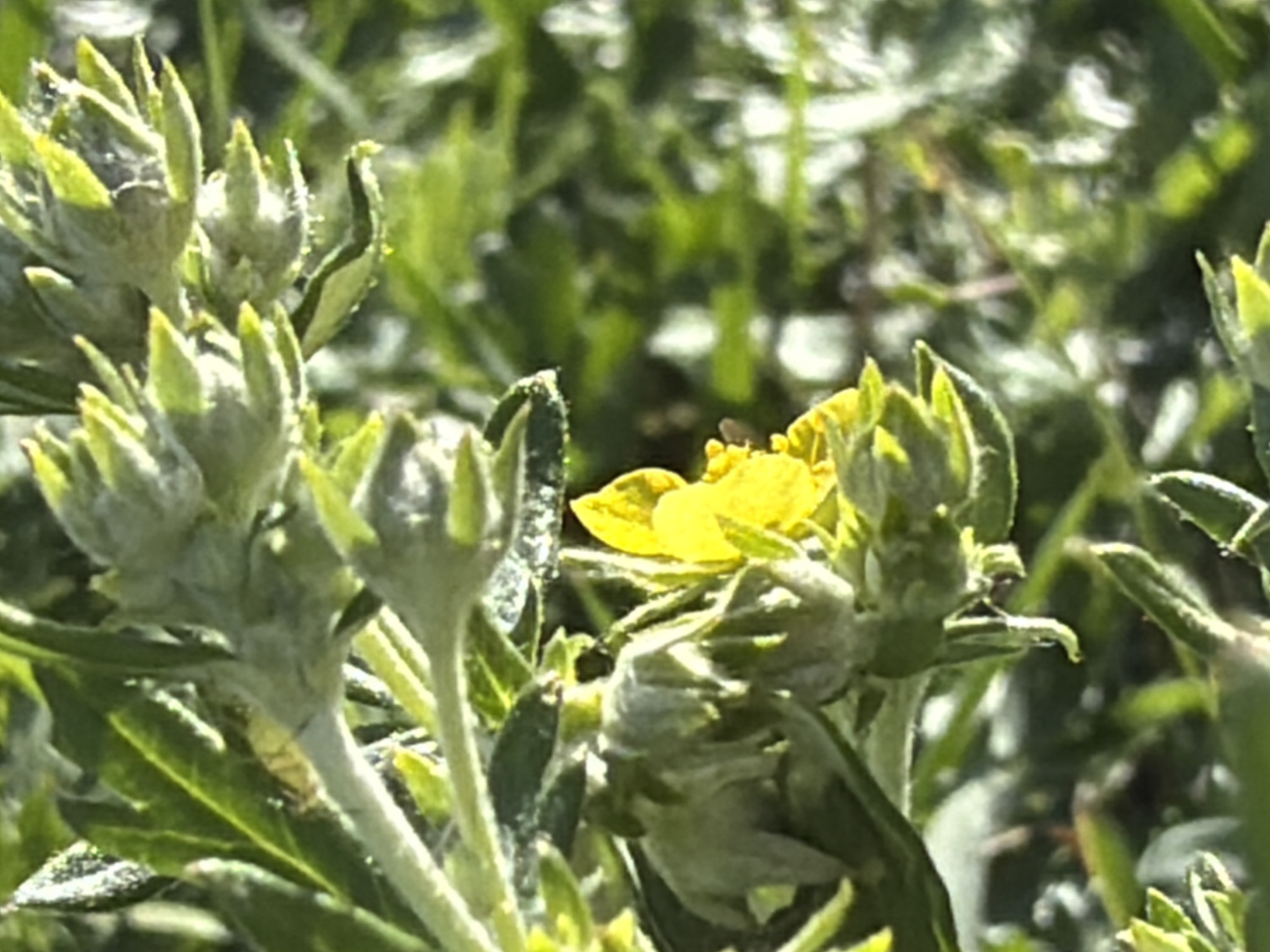 The image shows a close-up of a plant with green leaves and buds, some of which are unfurling. A single yellow flower is visible in the center of the frame. The background is blurred green foliage, suggesting an outdoor natural setting. There are no people or man-made objects visible in the image. The location is specified as Узюково, Russia, but this information cannot be visually verified from the image alone.