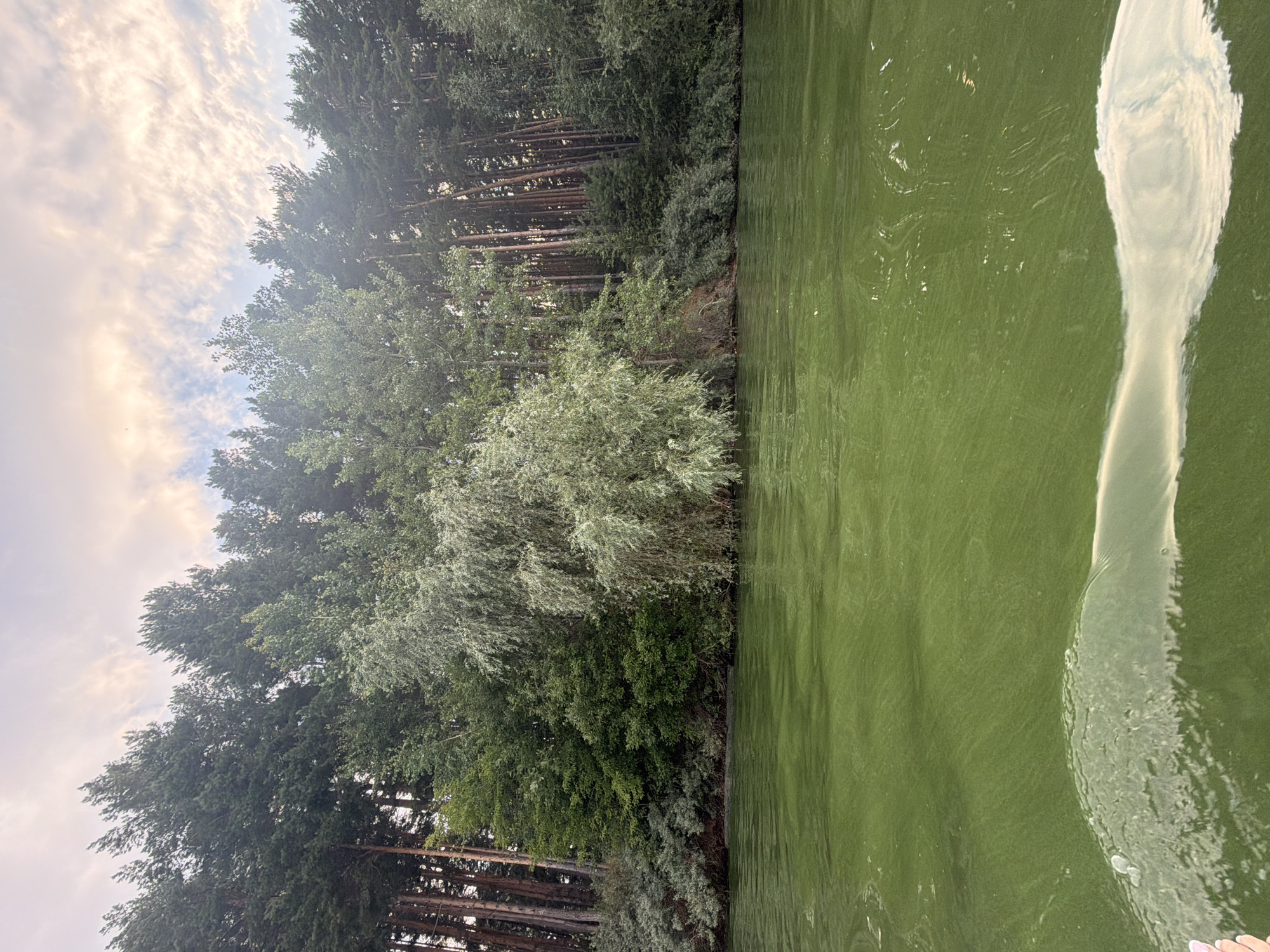 The image shows a lake with green water bordered by a dense forest. The trees are tall and appear to be mostly evergreens, with some deciduous trees interspersed. The water is a vibrant green, possibly indicating algae bloom, and it reflects the sky and surrounding trees. A white, blurry shape is visible in the water on the right side of the image, which appears to be a reflection or an object in the water. The sky above is cloudy with patches of sunlight breaking through, suggesting it might be late afternoon or early morning. The overall mood of the image is serene and natural, with the lush greenery and calm water creating a peaceful atmosphere. The scene is likely a natural landscape in Chaikovsky, Russia, given the context. There is no visible text in the image.