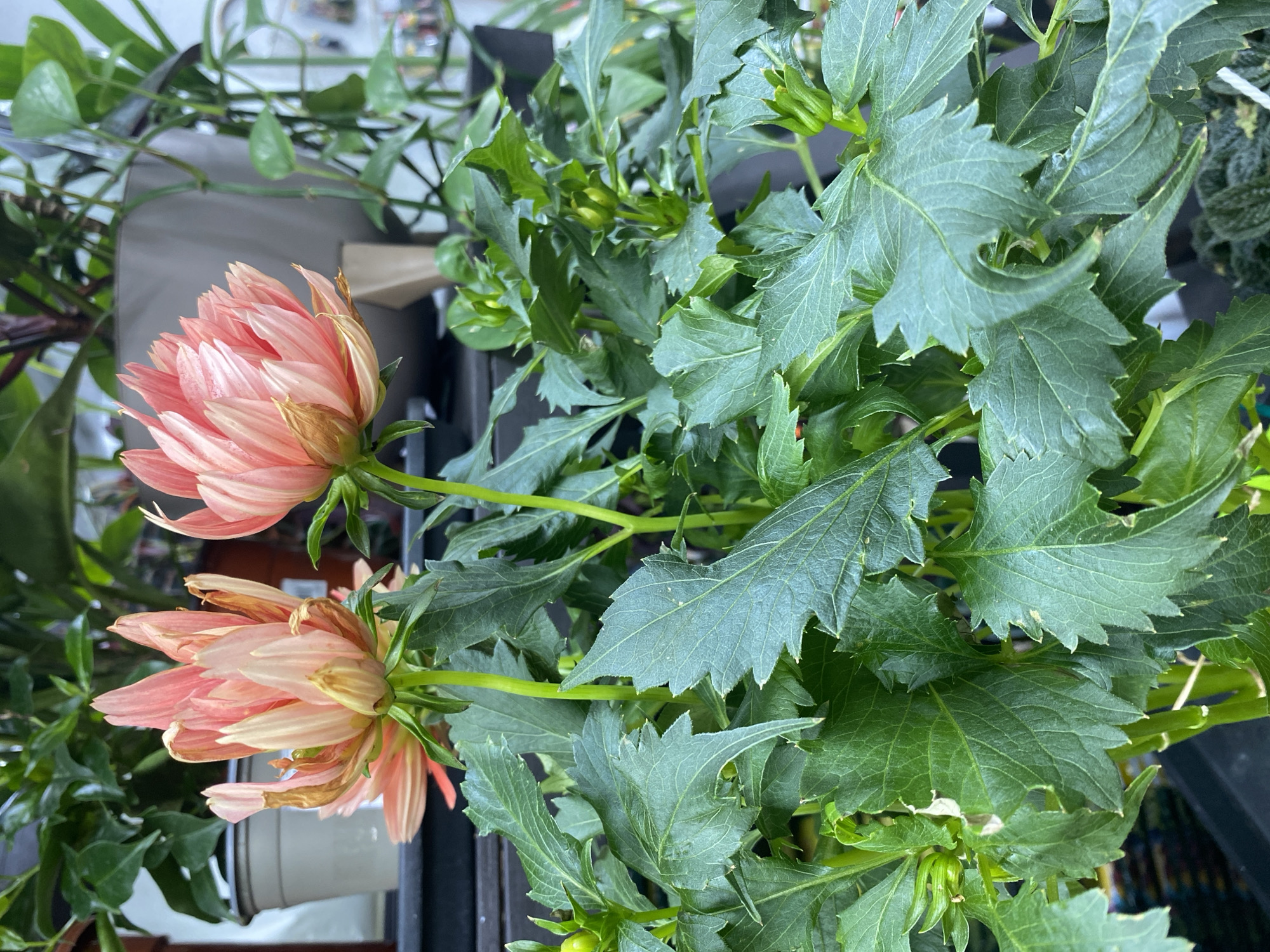 This media file captures a close-up, top-down view of a flowering plant, likely a dahlia, featuring two prominent blossoms and dense green foliage. The flowers are a delicate blend of peach and pink, composed of numerous layered petals. Some petals on both visible blooms exhibit signs of browning or wilting, suggesting they may be mature or slightly past their peak.
The plant's leaves are dark green, deeply lobed, and serrated along their edges, appearing healthy with some minor imperfections like small holes or lighter spots. Several small, green flower buds are visible among the foliage, indicating ongoing growth and future blooms.
The background is softly out of focus, showing additional green plants and what appears to be part of a shelf or container, suggesting an indoor or sheltered outdoor setting such as a nursery, greenhouse, or home. The lighting indicates it is daytime. No specific activity is taking place, and there is no visible text. While the location context is Yekaterinburg, Russia, the image itself does not contain specific geographical cues.