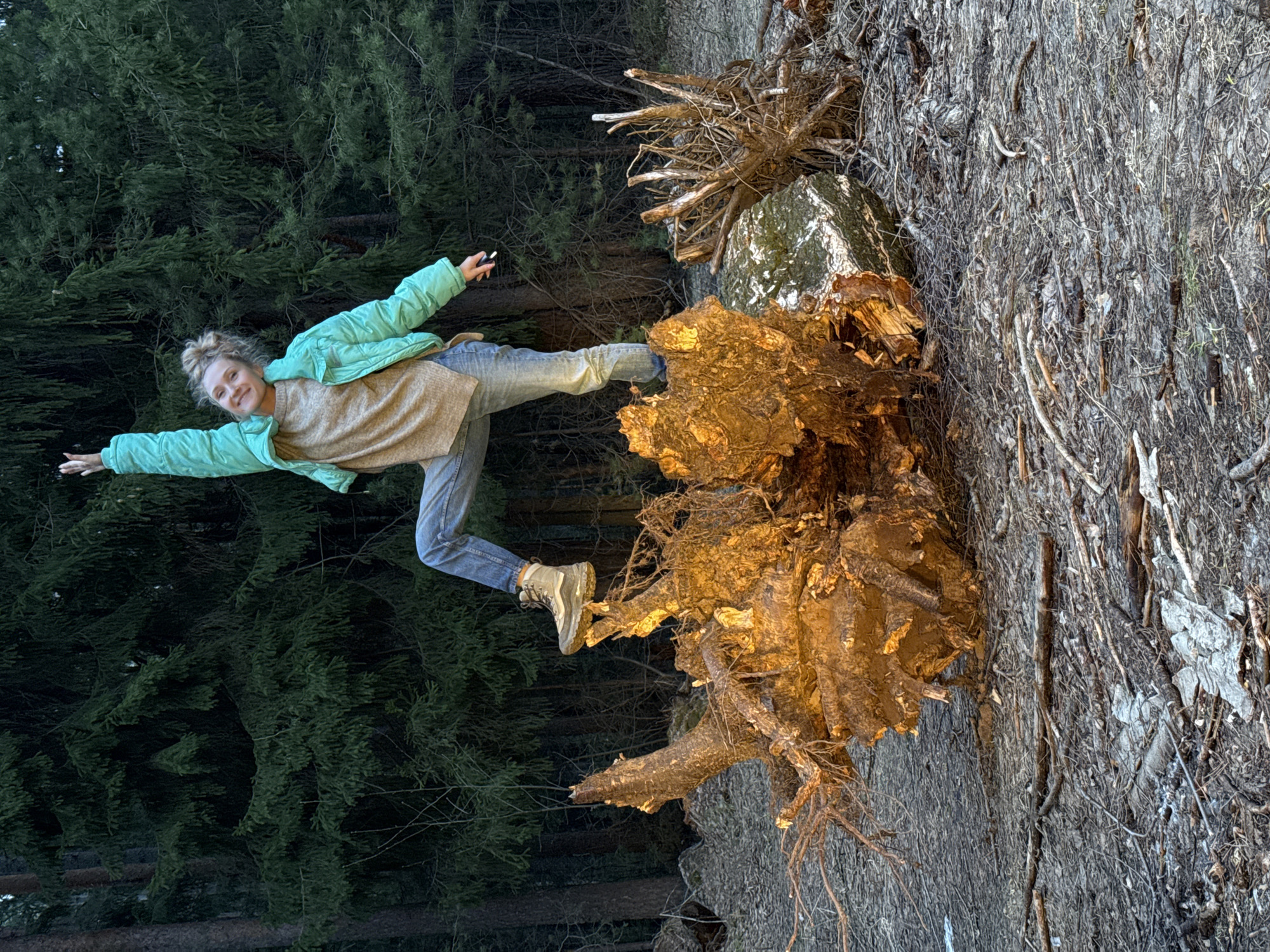 An image, originally oriented vertically but displayed on its side, features a young woman balancing playfully on the exposed roots of a large uprooted tree in a forest near Chaikovsky, Russia. The woman, with blonde hair tied up, wears a light beige top, blue jeans, a mint green puffer jacket, and sturdy hiking boots. She is mid-action, balancing on her left leg on a thick root, with her right leg extended behind her, and arms outstretched for balance. She smiles directly at the viewer, conveying joy and playfulness. In her right hand, she holds a small dark object, possibly a camera remote or phone.
The dominant feature of the scene is the massive uprooted tree, its complex network of roots and remaining trunk dramatically illuminated by warm, golden light, suggesting late afternoon or early evening. The bark on parts of the trunk appears light, possibly indicating a birch tree. Behind the woman and the uprooted tree, a dense forest of dark green pine trees creates a deep, natural backdrop. The ground around the tree is covered in dry debris, bark, and smaller twigs. The overall impression is one of a serene natural environment, perhaps after a strong wind or storm, where the woman finds a moment for playful interaction with her surroundings. There is no visible text in the image.