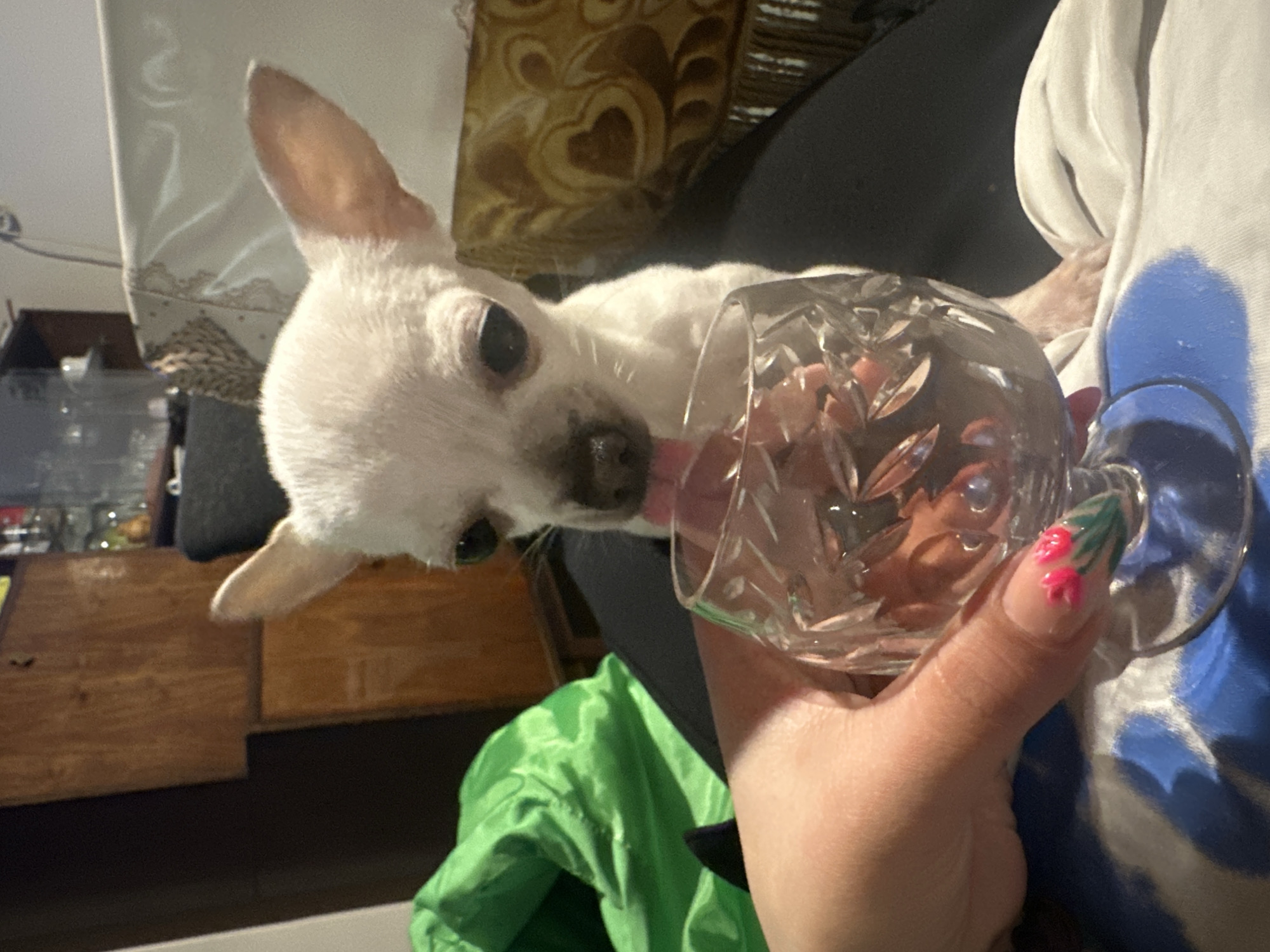 A light-colored Chihuahua dog is lapping the inside of a clear, cut-crystal glass held by a person. The person's right hand, with manicured nails adorned with small, pink floral designs, grips the base of the glass. The dog's body is partially obscured, but its face is prominent as it extends its tongue into the glass. The person appears to be wearing a white shirt with a blue design on the right side. Behind the dog and glass are a few items of furniture, a green garment, and a patterned pillow. The location is likely indoors, but no other details suggest Skala, Bulgaria.