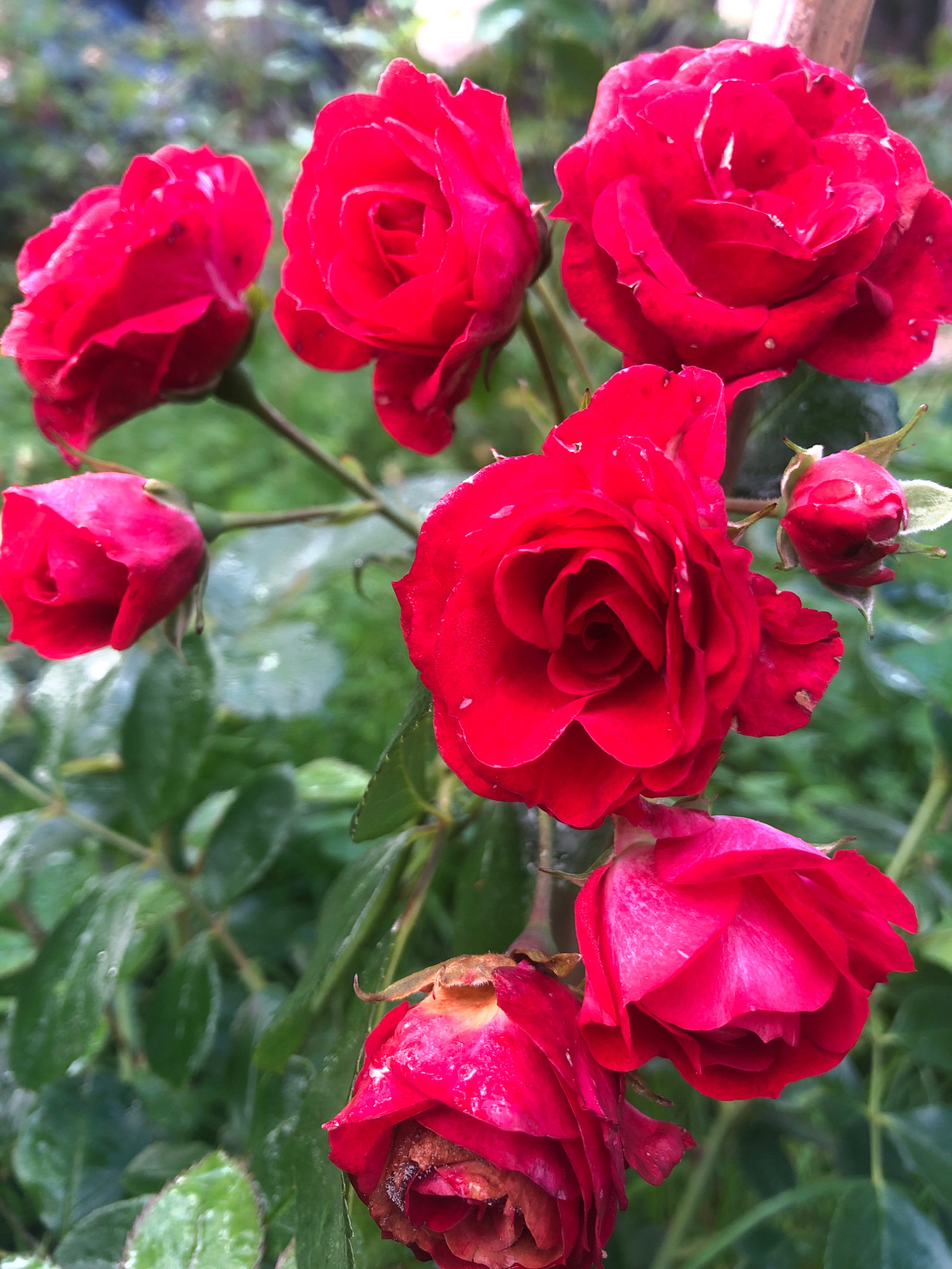 A close-up, high-angle shot shows a cluster of red roses against a blurred green background. Several roses are in bloom, with delicate petals and intricate centers. One rose in the foreground is slightly wilted, with browning edges. The leaves of the rose bush are a vibrant green, some with visible water droplets. The image appears to be taken outdoors in a garden setting. The specific location in Arfa, Russia, is not discernible from the visual information provided.