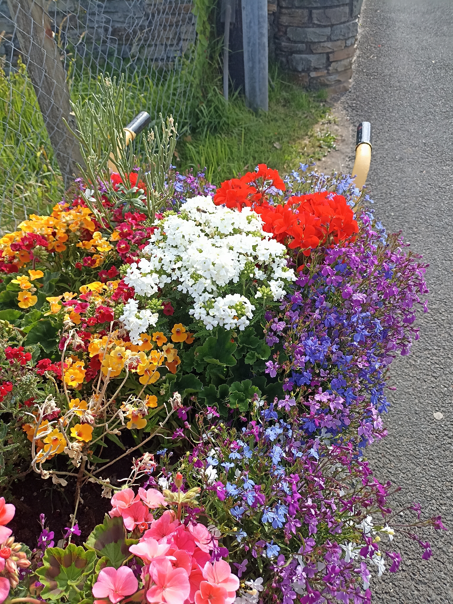 This is a close-up, high-angle outdoor photograph of a colorful flower arrangement in what appears to be a planter or wheelbarrow, situated next to a paved surface and a chain-link fence. The flowers are densely packed and display a vibrant mix of white, red, orange, yellow, pink, and various shades of purple and blue. Among the blooms, some are delicate and small, like the blue and purple lobelia, while others are larger and more robust, such as the red geraniums and the white cluster of verbena. A few dry, brown stems are interspersed within the floral display. In the upper left quadrant, a portion of a grey chain-link fence is visible, with green grass and a weathered stone structure behind it. The paved surface, likely a road or path, occupies the right side of the image and exhibits a textured, asphalt appearance. The photograph was taken during daylight, indicated by the bright lighting and shadows cast by the flowers. The scene is located in Annagry, Ireland.