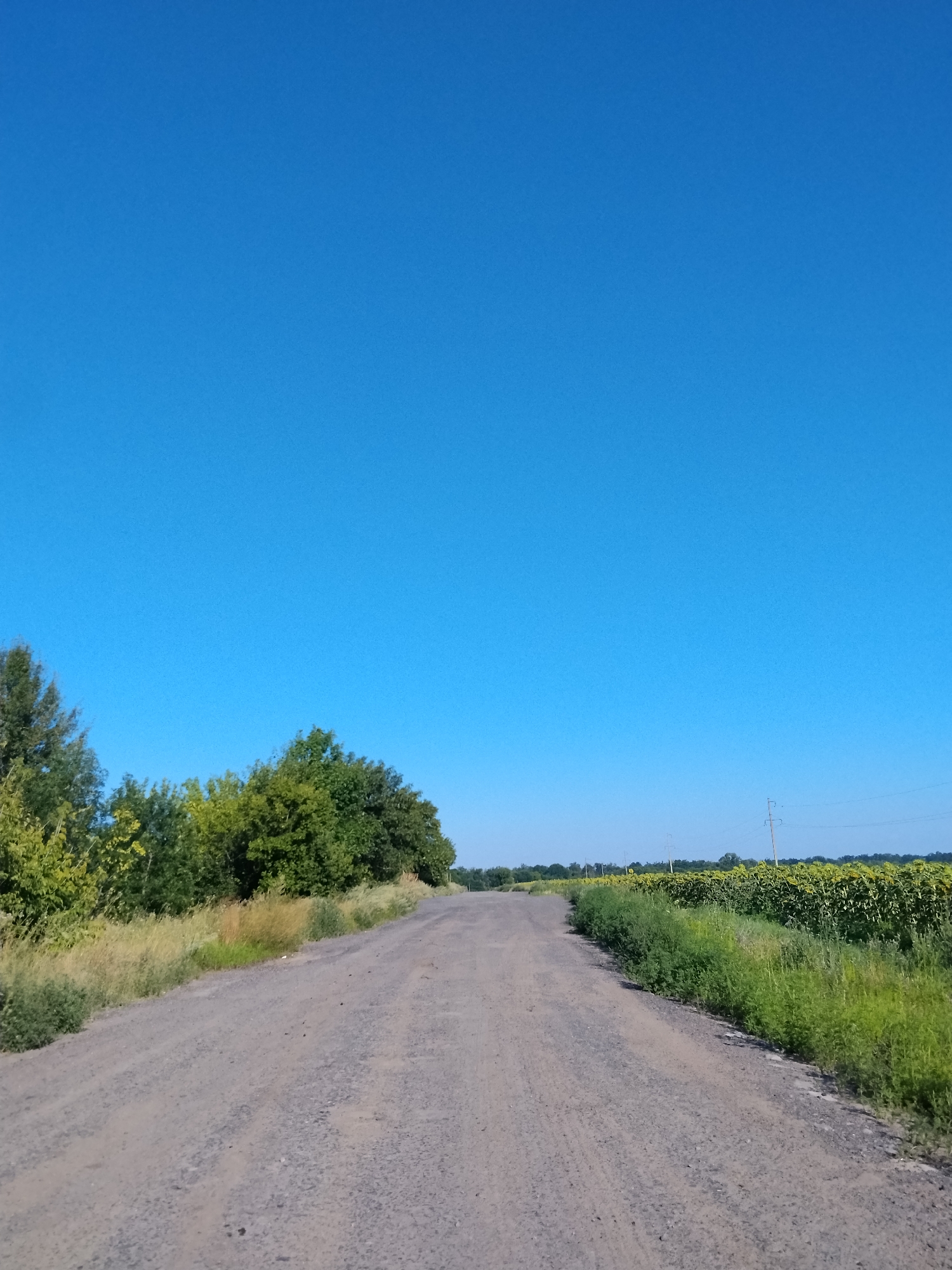 The image depicts a rural scene on a clear, sunny day. A dirt road curves into the distance, flanked by lush green vegetation on either side. To the left, a dense line of trees with varying shades of green foliage forms a natural barrier. To the right, a vast field of sunflowers stretches towards the horizon, their bright yellow heads facing upwards towards the sun. Power lines and poles are visible in the distance, indicating the presence of infrastructure. The sky is a vibrant, cloudless blue, dominating the upper portion of the frame. The overall impression is one of tranquility and natural beauty in a rural Ukrainian landscape, potentially near the village of Hoholeve. There are no people or animals visible in the image.