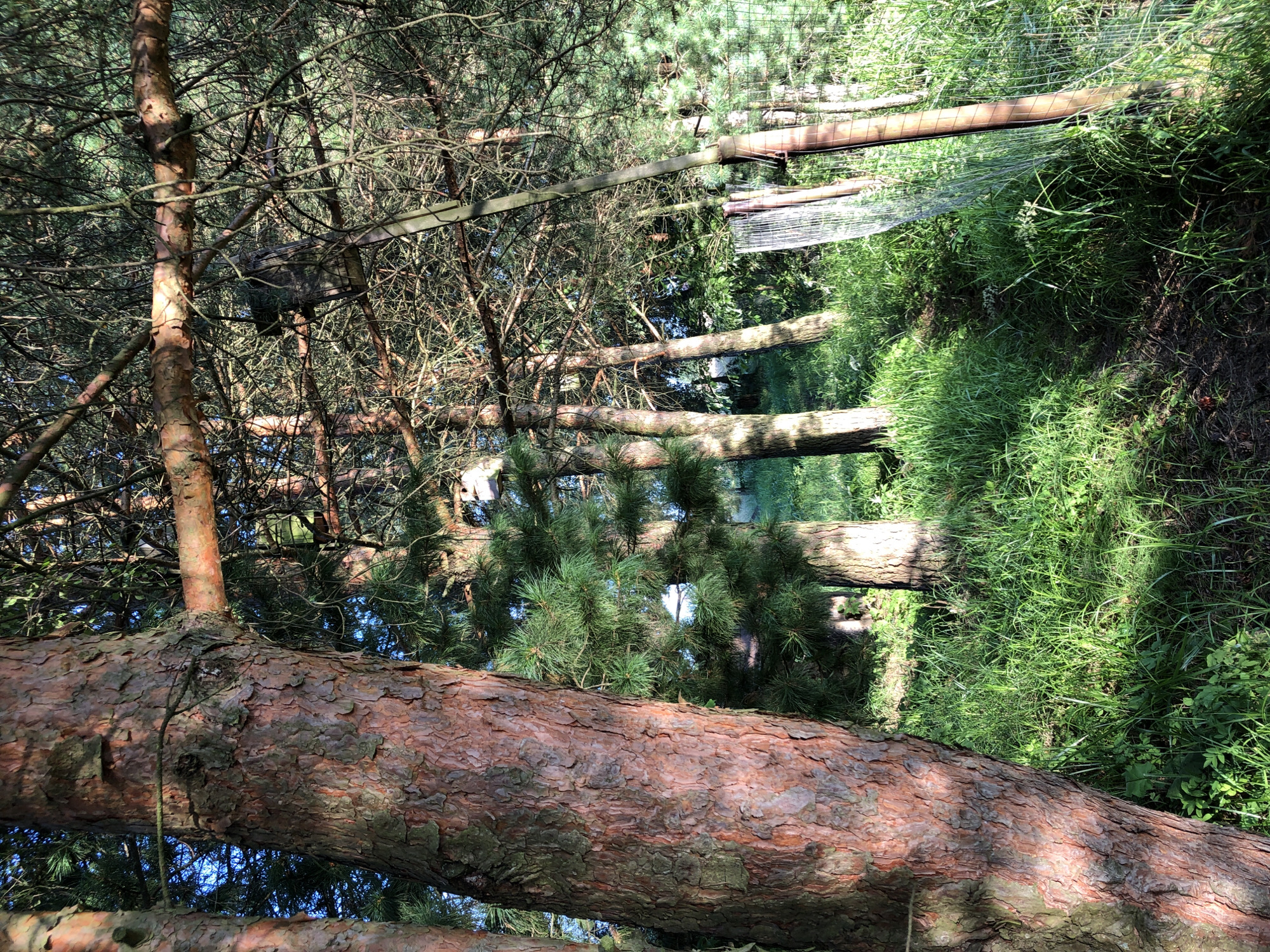 A woodland path, possibly in Makeevka, Russia, is depicted in this photograph. The foreground is dominated by the rough, reddish-brown bark of a large pine tree, casting dappled shadows on the lush green grass and undergrowth that lines the path. Several other pine trees are visible further into the scene, their trunks appearing lighter in color and their branches creating a dense canopy overhead. Sunlight filters through the branches, illuminating sections of the path and the surrounding vegetation. A wire mesh fence is visible on the right side of the image, attached to wooden posts, suggesting the edge of a property or a protected area. The sky is a clear blue, visible through the gaps in the trees.