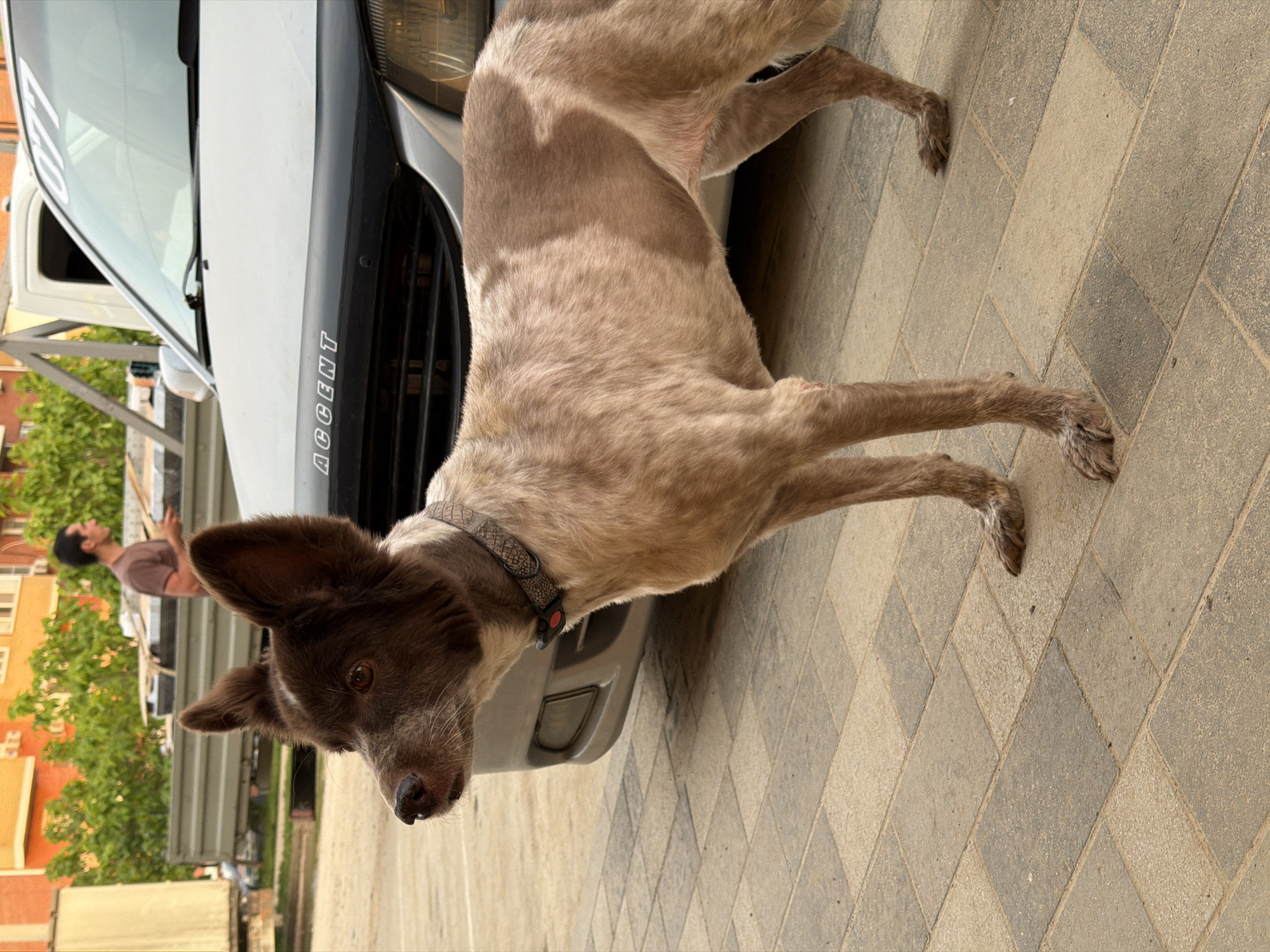 A brown and tan dog with a collar stands on a brick paved area adjacent to the front of a silver Hyundai Accent pickup truck. The word "ACCENT" is visible on the front of the vehicle. In the background, a man is near the back of the truck, and buildings and trees are also visible. The location is Krasnodar, Russia.
