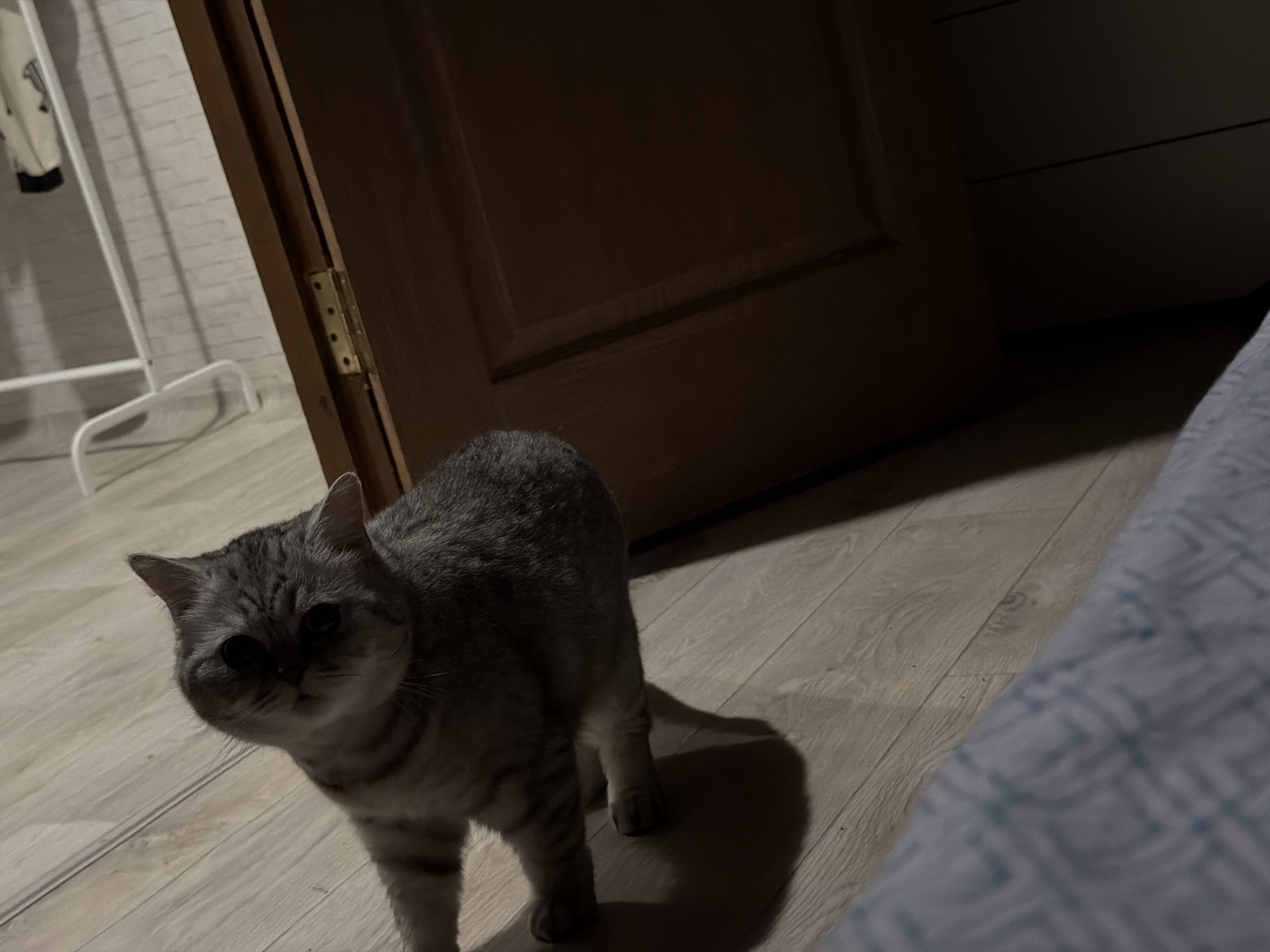 A gray, short-haired tabby cat stands on a wood-look floor facing the camera. To the left is a clothing rack with a white jacket on it. Behind the cat is a partially open, dark-colored door. To the right is a bed covered with a blue and white patterned blanket. The lighting suggests an indoor setting, possibly a home interior. Based on the source, the location is Chaikovsky, Russia.