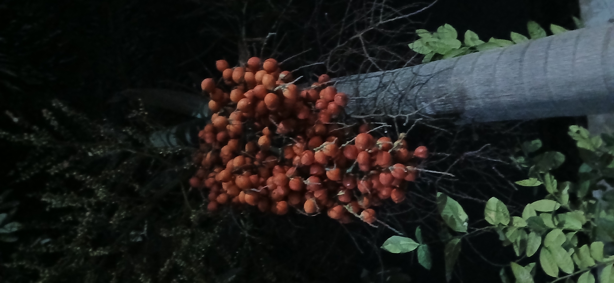In the city of Tenggarang, Indonesia, a close-up, low-angle shot captures a cluster of ripe, orange-red palm fruits hanging from a palm tree. The fruits are clustered together, with individual fruits appearing round and smooth. The rough, textured trunk of the palm tree is visible, running vertically up the right side of the frame. Lush green leaves are scattered throughout the image, some in focus in the foreground and others blurred in the background. The overall scene is dark, with the fruits and leaves illuminated by an unseen light source, creating a moody and naturalistic atmosphere.
