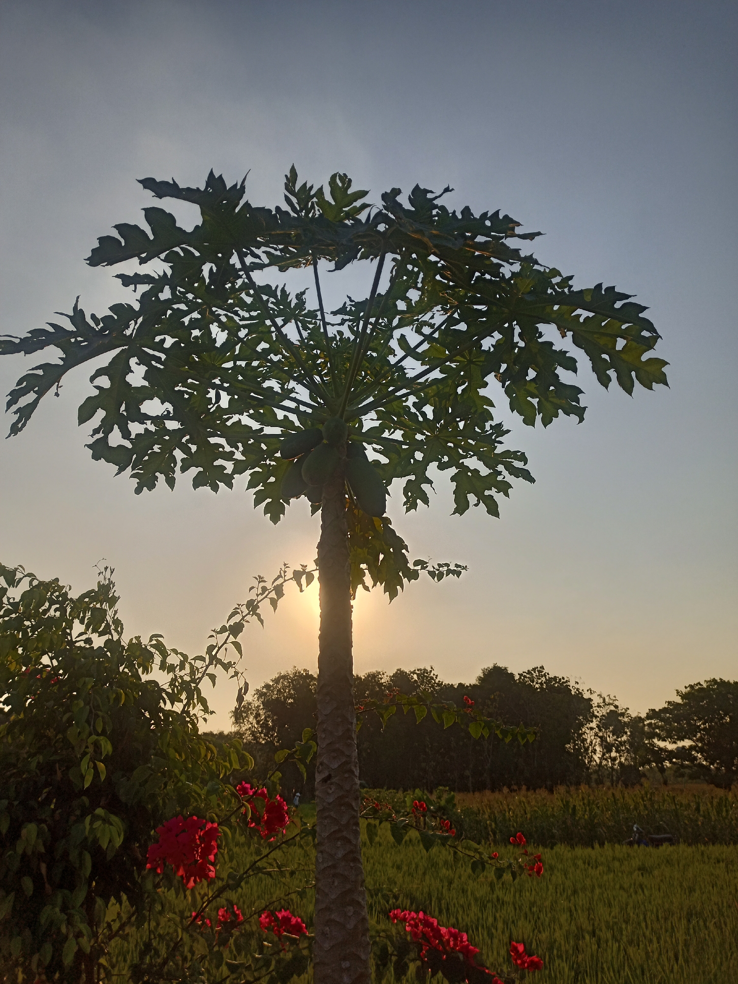 An upright, silhouetted papaya tree with large, lobed leaves dominates the center of the frame. Several green papayas are visible hanging from its trunk, partially obscured by the leaves. The sun is low in the sky, shining through the foliage and casting a warm glow on the scene. In the foreground, bright red flowers bloom on a bush to the left of the tree. Behind the tree and flowers, a field of green crops stretches towards a line of dark trees on the horizon. The sky is a gradient of pale blue at the top, fading to a warm yellow-orange near the horizon, indicating either sunrise or sunset. The overall scene suggests a rural setting, possibly a farm or garden. The location is Jati, Indonesia.