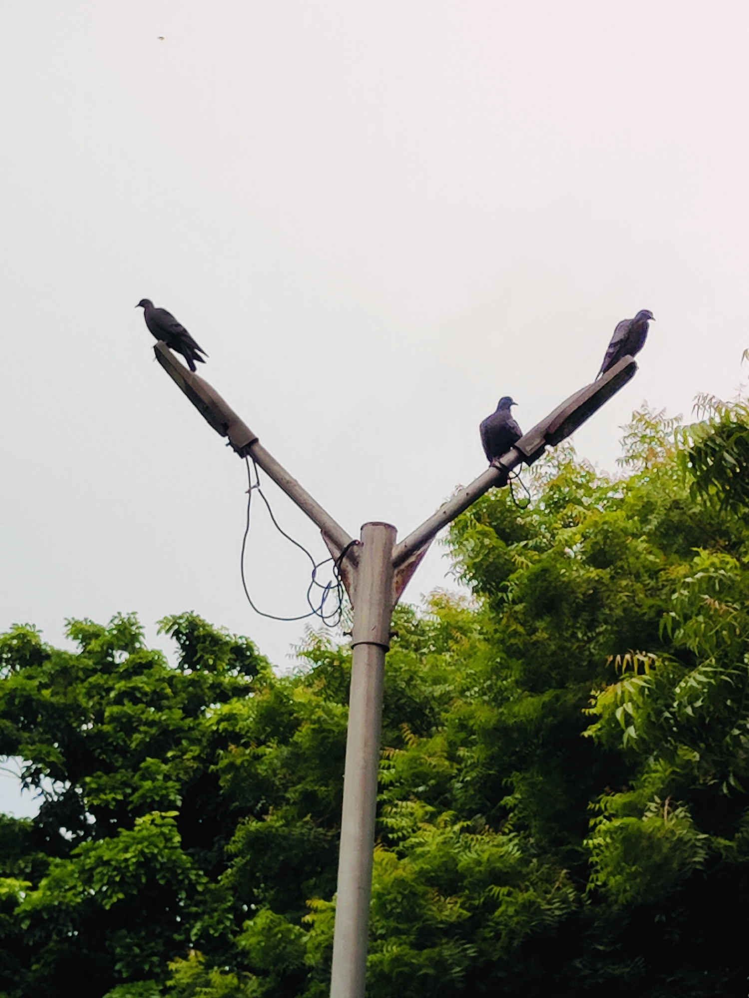 The image shows a street lamp with three pigeons perched on it. The street lamp is made of metal and has two arms, each supporting a light fixture. The pigeons are dark gray in color and are facing in different directions. The street lamp is situated in front of a lush green tree. The sky is overcast and the lighting suggests it might be a cloudy day. The scene appears to be in an urban environment, possibly a park or a residential area in Gurgaon, India, given the type of trees and the ubiquitous presence of street lamps.