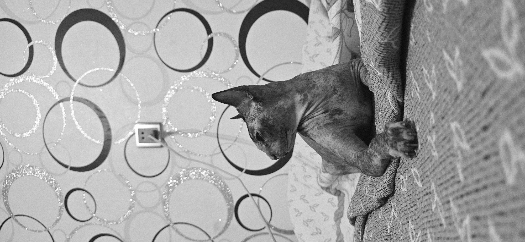 A black and white, medium shot photograph depicts a Sphynx cat lying on a bed. The cat, with its characteristic wrinkled skin and large ears, is positioned in the lower right quadrant of the frame, looking to the left. Its front paws are resting on a patterned blanket. The bed is covered with two types of textured fabric. In the background, a wall features a patterned wallpaper with large, abstract circles, some of which have a glittery or shimmering effect. A light switch is visible on the wall, slightly off-center to the left. The lighting suggests an indoor environment, possibly a bedroom. The photograph does not provide any specific information about the city of Baku, Azerbaijan.