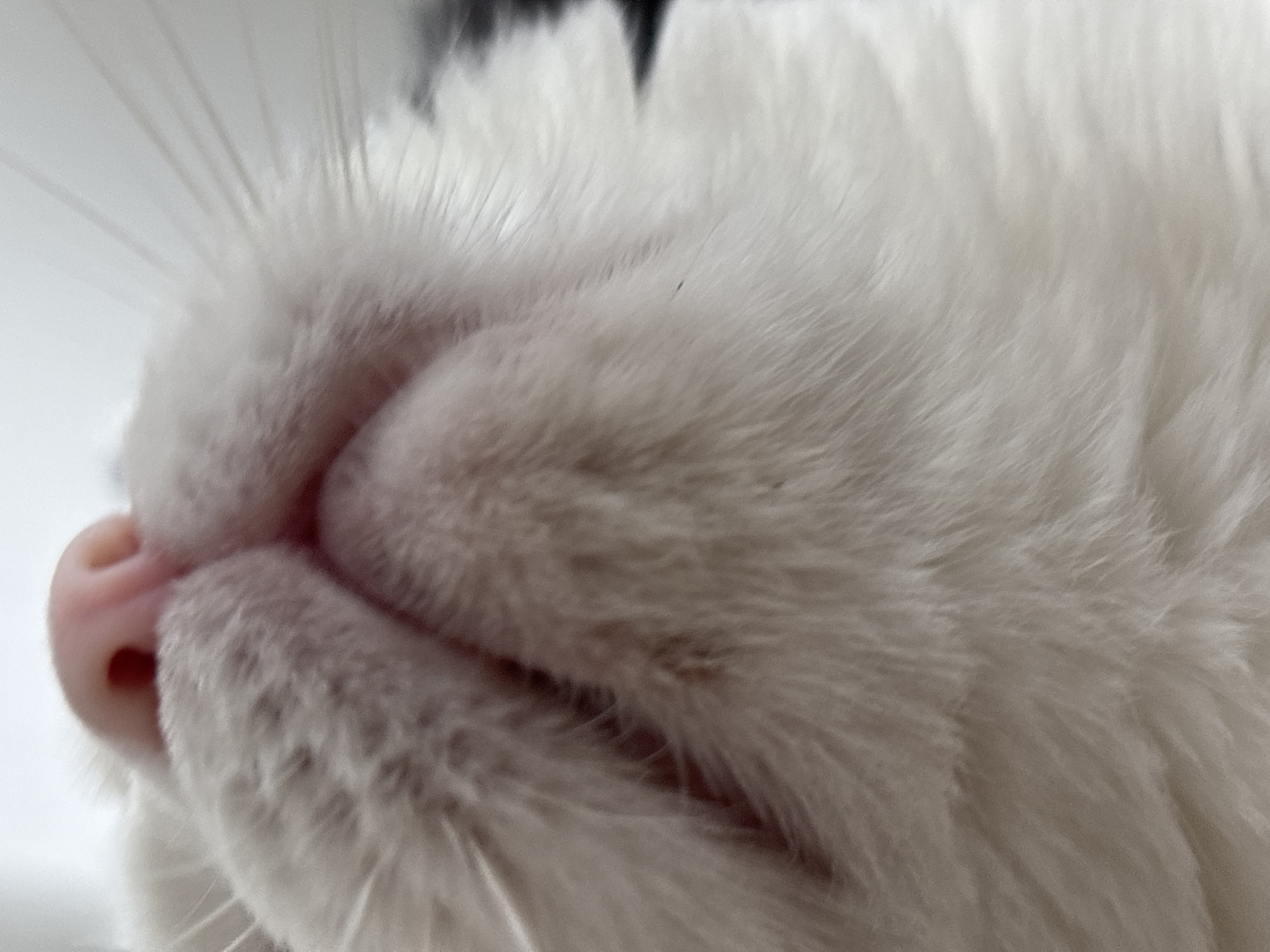 The image is a close-up, low-angle shot of a white cat's nose and mouth area. The cat's pink nose is prominent, with dark nostrils. The fur around the nose is white and appears soft. The cat's whiskers are visible, fanning out from the sides of its face. The lighting is bright, suggesting the photo was taken in daylight. There are no discernible elements of Orenburg, Russia, in the image. The subject is a domestic feline.