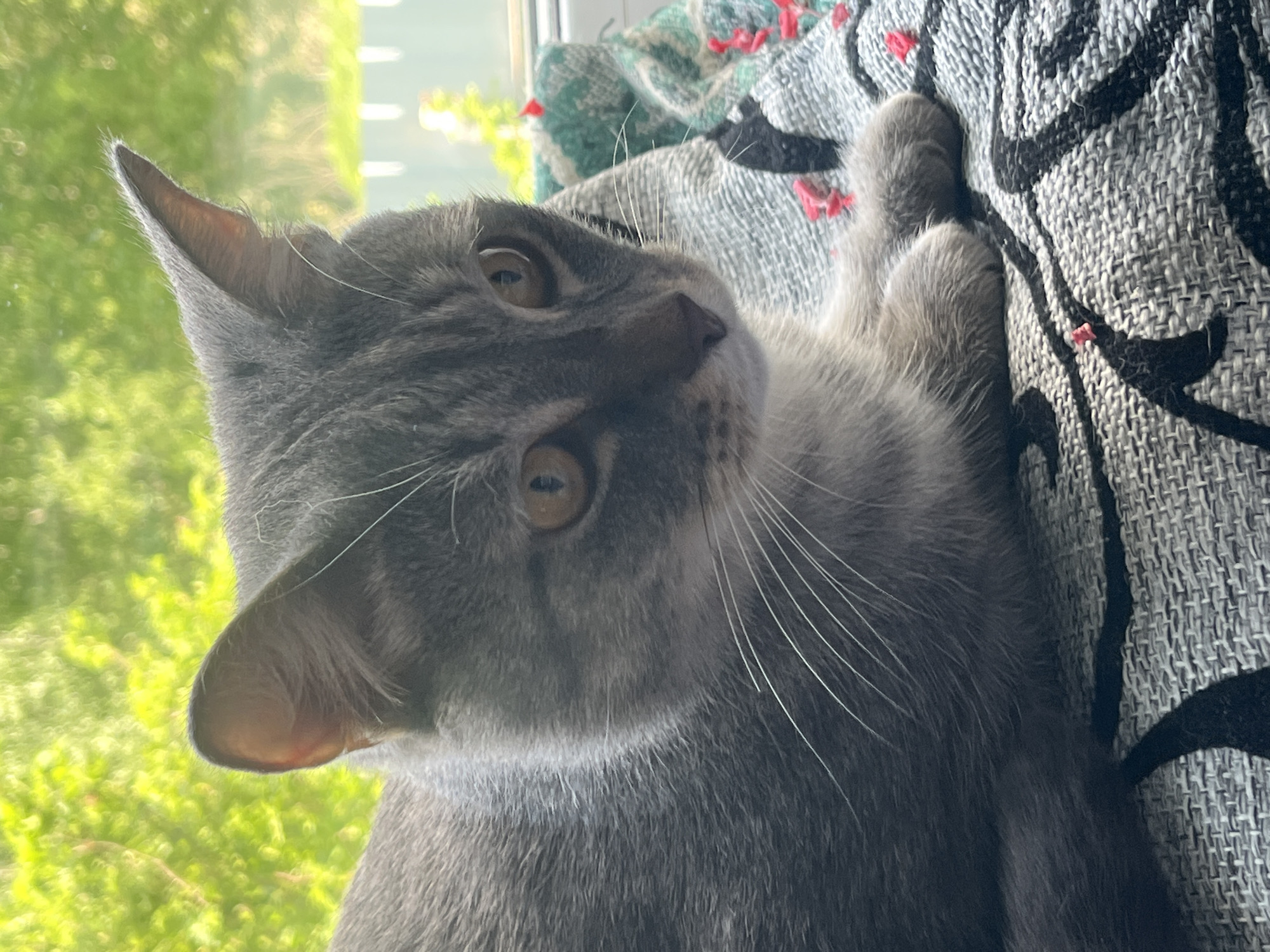 A gray tabby cat is lying on a gray and white patterned couch with a blanket on top. The cat is facing away from the camera, with its head turned to the left, looking out a window. Green foliage is visible outside the window. The cat has amber eyes and long white whiskers. Its paws are gripping the side of the couch. There is no indication this photo was taken in Nizhny Tagil, Russia.