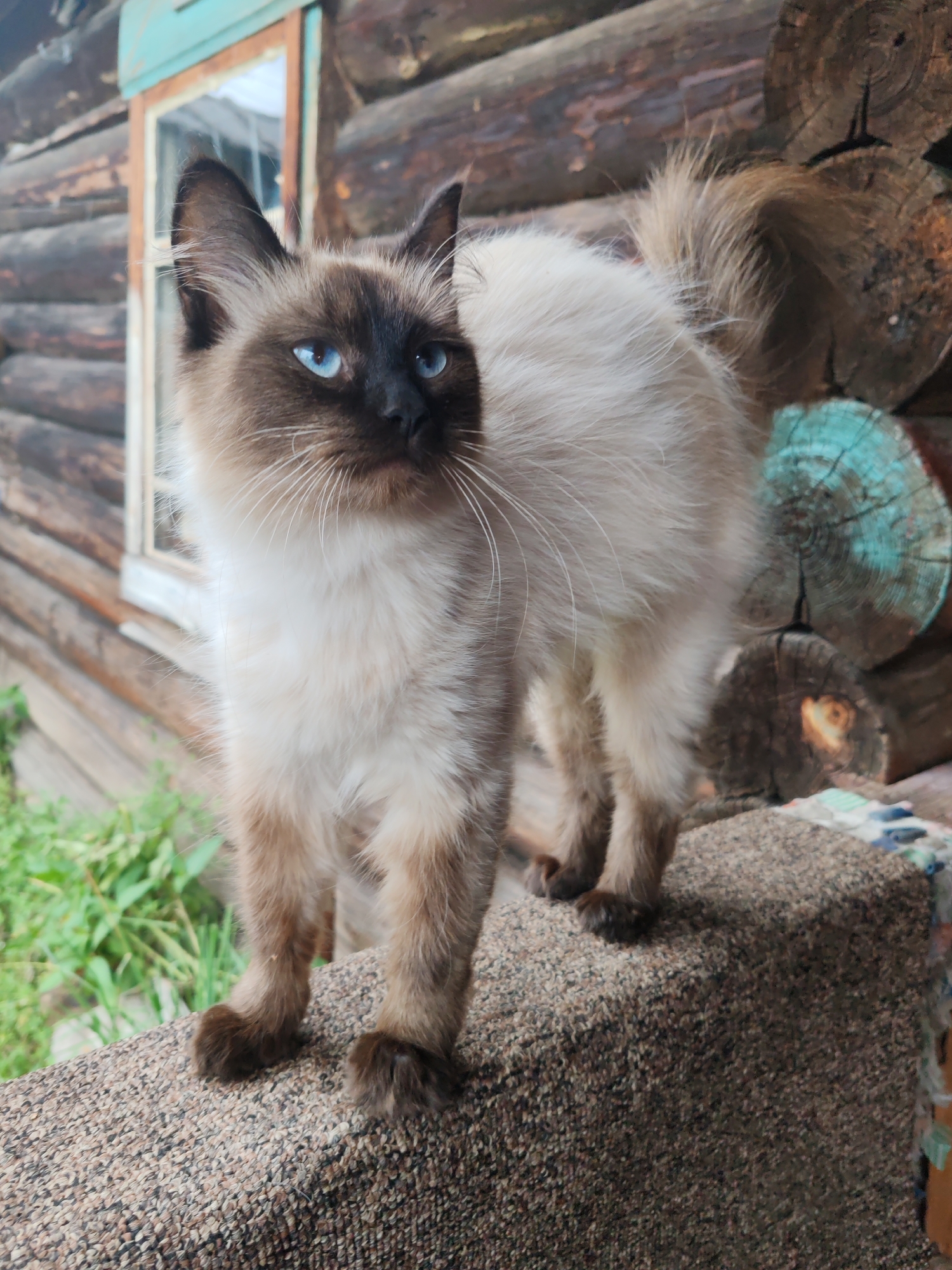 A fluffy, light-brown and white Siamese cat with striking blue eyes stands on a textured, brown surface, possibly a cushion or upholstery, in front of a rustic wooden log cabin. The cat's fur is long and soft, with darker brown points on its ears, face, and paws. Its tail is bushy and slightly raised. The background features weathered, horizontal wooden logs forming the wall of a building, with a window visible on the left side. To the right, several cut logs, some with a distinct turquoise hue on their ends, are stacked. Green foliage can be seen in the lower left corner. The overall scene suggests an outdoor setting in a rural or semi-rural environment, potentially the village of Kashino, Russia, given the architectural style of the cabin.