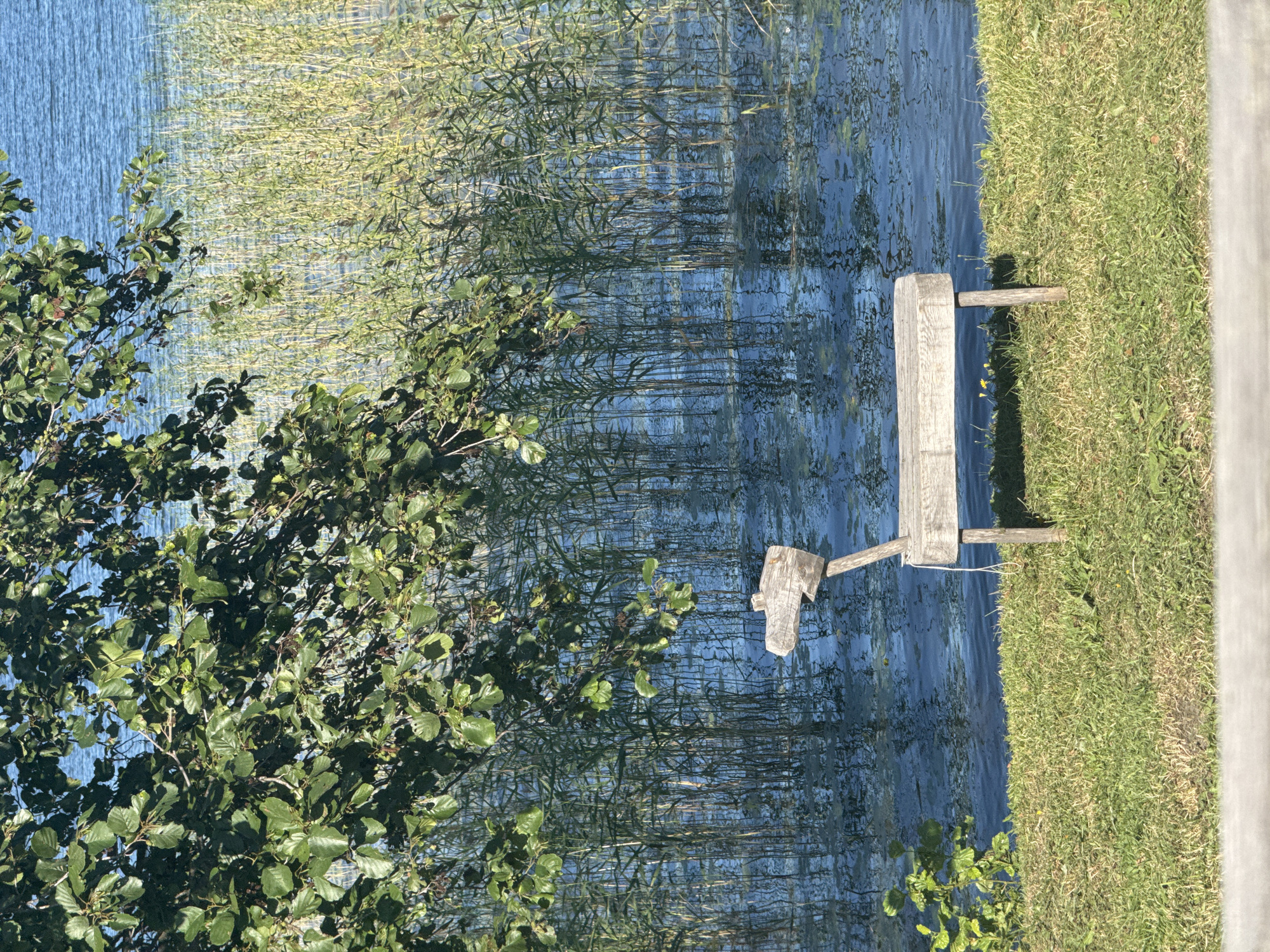 The image depicts a rustic wooden bench, fashioned to resemble a simplified animal with a distinct head and body, situated on a grassy bank beside a body of water. The water is calm and reflects the blue sky and the tall, slender reeds that line the shore. Overhead, a leafy green tree casts dappled shadows. The scene is bathed in natural light, suggesting it was taken during the daytime. There are no people visible in the image. The location is identified as Yamka, Russia.