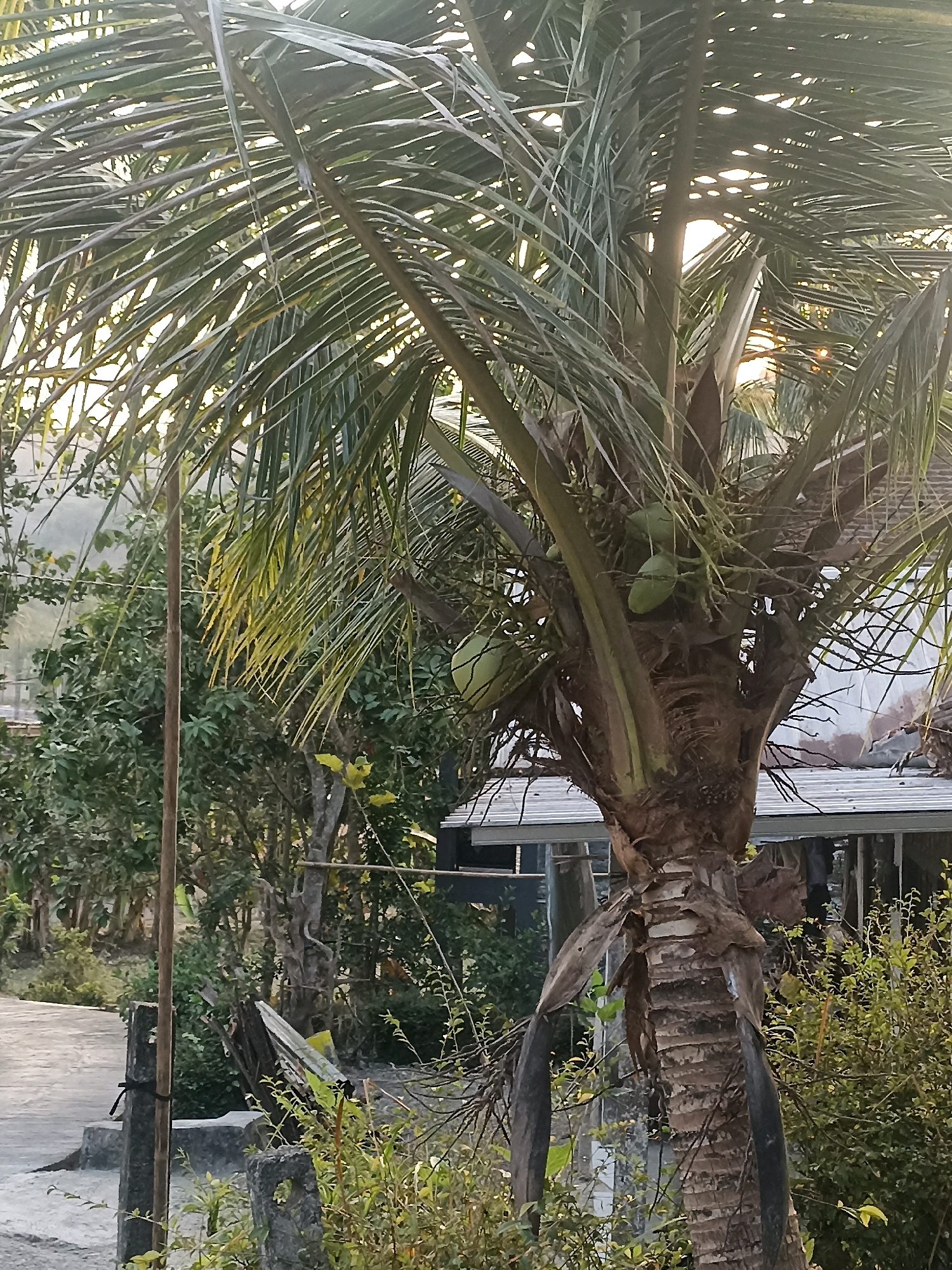 This image depicts a close-up view of a coconut palm tree with several green coconuts visible. The tree has a rough, textured trunk with fibrous remnants. The fronds are long and feathery, with sunlight filtering through them, creating a dappled effect. In the background, a simple building with a corrugated metal roof is partially visible, along with lush green foliage and trees. A concrete pathway and some stone structures are also present in the foreground. The scene suggests a tropical or subtropical environment, possibly a rural or semi-rural area in Widoro, Indonesia, given the presence of coconut trees and local architecture. There are no people or animals visible in the image, and no specific actions are being depicted. The lighting indicates it is either early morning or late afternoon, with the sun low in the sky.
