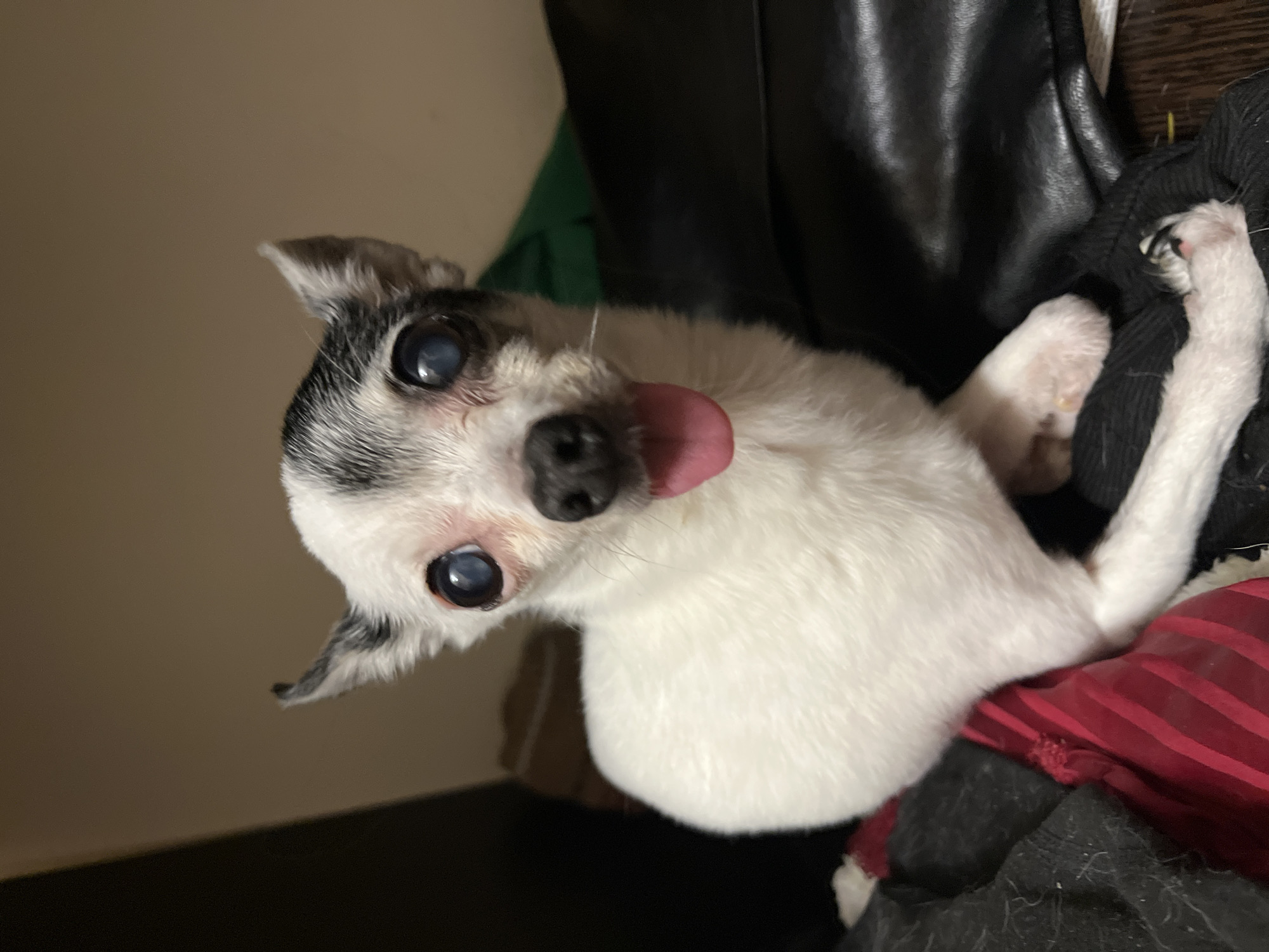 A small, white and grey dog with cloudy eyes is sticking its tongue out. The dog is lying on a pile of clothes, including black, red striped, and dark green garments. A shiny black object is in the background, likely part of a chair or other furniture. The location of the image is not determinable from the visual information provided.