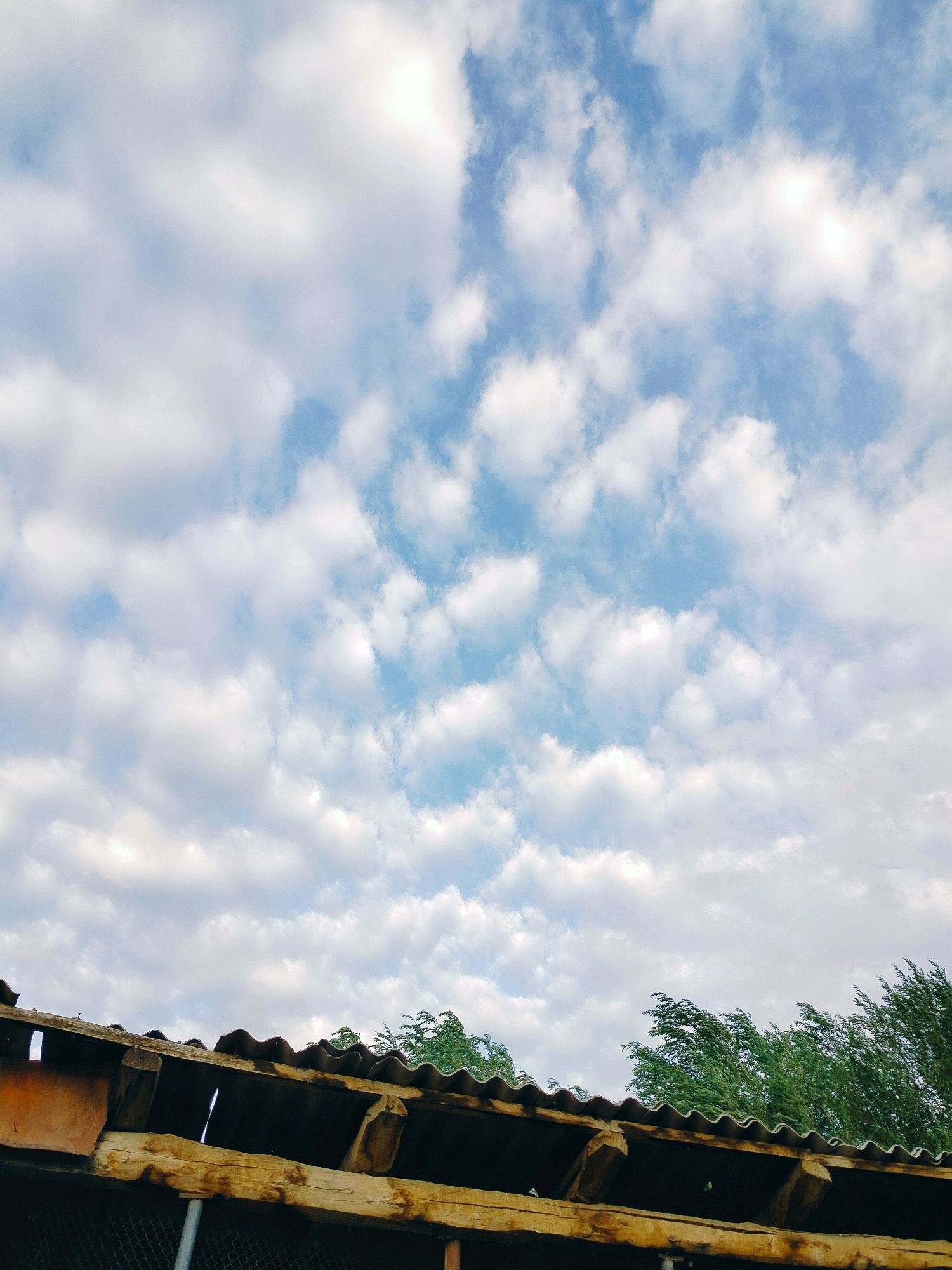 The image captures a view of the sky and the roof of a structure from a low angle. The sky is predominantly blue with scattered white clouds, some of which appear fluffy and others more wispy. The clouds suggest it is daytime, likely late morning or afternoon, with good visibility.
In the foreground, the weathered wooden beams and corrugated roofing material of a simple structure are visible. The wood shows signs of age and exposure to the elements, with some discoloration and imperfections. The corrugated roof has a wavy texture. Behind the roof, green trees with foliage that appears to be rustling, possibly due to wind, can be seen on the right side of the frame. The overall setting suggests an outdoor environment, possibly in a rural or semi-rural area, given the natural elements and the rustic construction of the building.
The location is identified as Көлкент, Kazakhstan. There are no people or animals visible in the image, and no specific actions or interactions are depicted. The scene is static, focusing on the architectural elements and the natural surroundings under a cloudy sky.