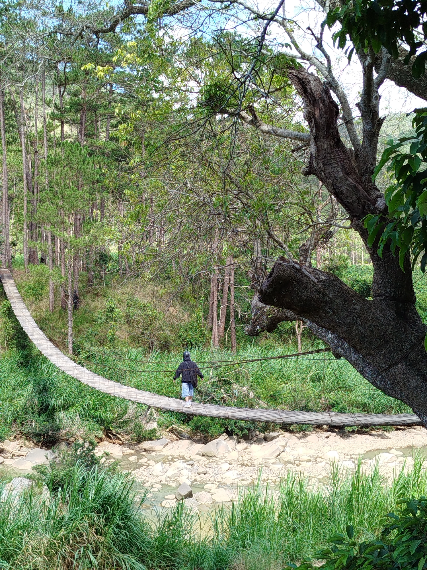 An individual traverses a wooden suspension bridge over a shallow, rocky riverbed in Tuý Sơn, Vietnam. The person, seen from behind, wears a dark jacket, light shorts, and a dark head covering, walking from left to right across the sagging bridge. The bridge is constructed of light-colored wooden planks supported by cables, with handrails on either side. Below the bridge, the river features a pale, rocky bottom with some murky water and dense, tall green grasses lining its banks. The foreground on the right is dominated by a thick, gnarled tree trunk with rough bark and some foliage. In the background, a dense forest of tall, slender conifer trees rises, filling the landscape under a partially visible, bright sky.