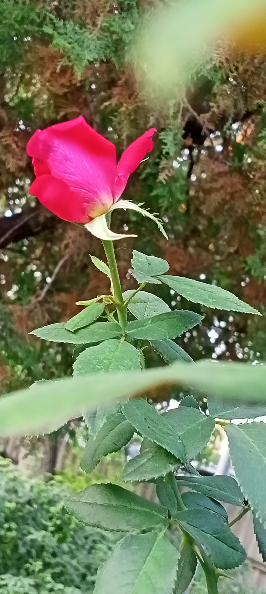 A single, partially opened pink rose is the central subject, positioned slightly off-center to the left, its stem extending downwards. The rose has deep pink petals with lighter pink highlights and a hint of yellow at its base. The stem is green and shows a few small thorns. Several green leaves with serrated edges are visible on the stem, some appearing slightly damaged. The background is softly blurred, featuring a mix of green foliage and warm-toned, out-of-focus branches, suggesting an outdoor setting. The overall lighting is subdued, casting soft shadows. The image does not contain any people or specific identifiable landmarks of Sokuluk, Kyrgyzstan.