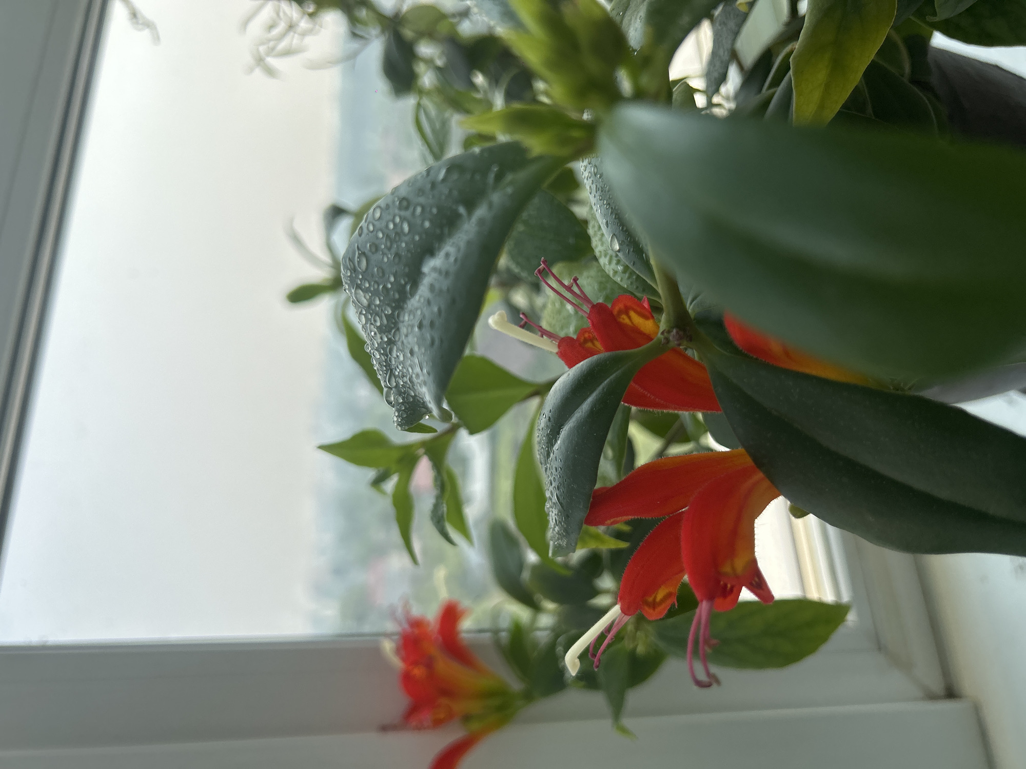 This close-up, eye-level shot shows a red flowering plant with green leaves. The plant is positioned near a window with a blurred background of a city that appears to be Kemerovo, Russia. The leaves have visible water droplets, suggesting recent watering or humidity. The flowers are tubular with a prominent stamen. The window frame and windowsill are visible on the left side of the image. The overall lighting is soft and diffused, consistent with an overcast day. There are no people or animals present in the image.