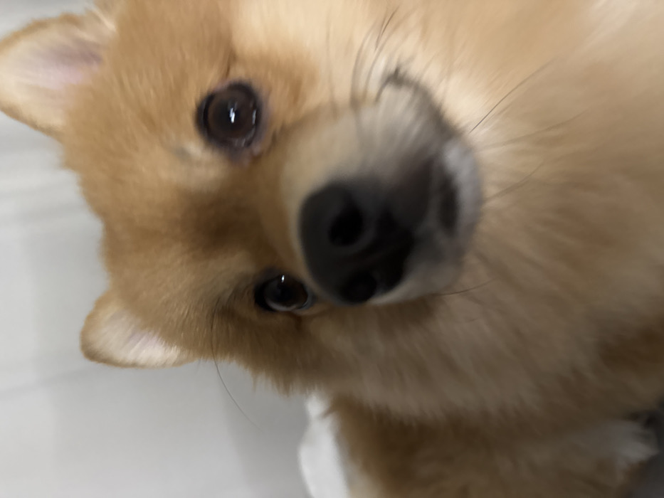 A close-up, head-and-shoulders photograph depicts a domestic canine, specifically a small dog with dense, light reddish-brown fur, consistent with a Pomeranian breed, located indoors in Sofia, Bulgaria. The animal is positioned centrally, facing directly towards the camera. Its dark, moist nose is prominent in the foreground and slightly out of focus. Both dark, round eyes are sharply focused, reflecting distinct points of light. The dog's mouth exhibits a subtle upward curve at the corners. Pointed ears are visible towards the top of the head. The background is uniformly light-colored and heavily blurred, indicating an interior setting devoid of specific environmental identifiers or other subjects.