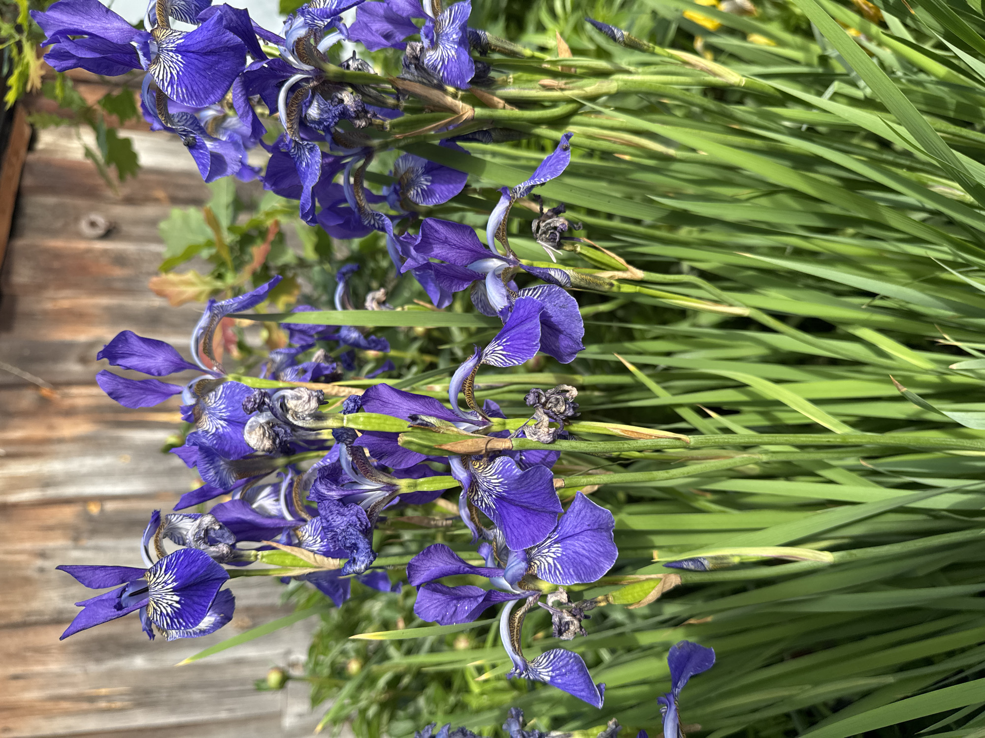 A close-up, eye-level shot captures a cluster of vibrant purple iris flowers in bloom, their delicate petals unfurling against a backdrop of lush green foliage and a weathered wooden fence. The fence, constructed from vertical planks, shows signs of age and exposure to the elements, with a rough, textured surface and variations in color ranging from light tan to darker brown. The irises, the primary subjects, are in various stages of bloom, with some fully open and others in bud. Their distinctive purple hues are striking, accented by delicate white and yellow markings on their lower petals. The stems are thick and green, supporting the weight of the flowers. The surrounding greenery, primarily the long, sword-like leaves of the irises, creates a dense, naturalistic setting. In the upper right corner, a hint of sunlight filters through the leaves, casting a subtle glow on the scene. The image appears to be taken outdoors, likely in a garden or natural setting within the city of Urazovo, Russia, given the context provided. There are no people or animals visible in the frame. The overall impression is one of natural beauty and the vibrant life of spring.