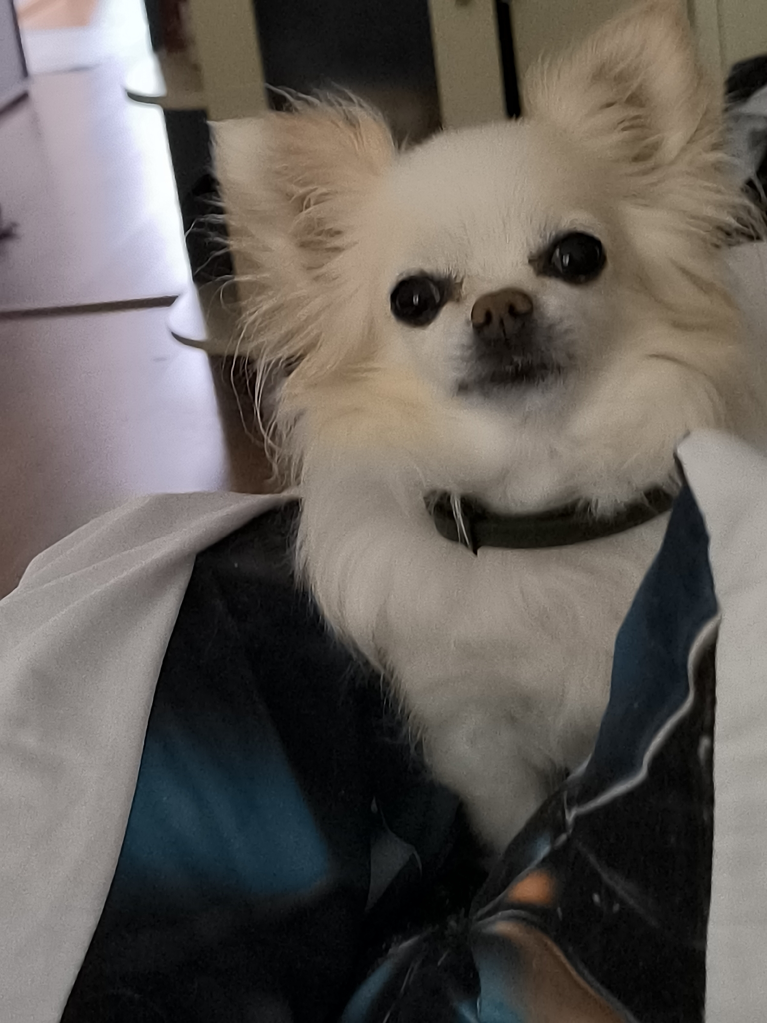 A long-haired, light-colored dog with large ears and dark eyes is sitting close to the camera. The dog is wearing a dark green collar. It is partially covered by a white and blue patterned blanket or fabric. The background is blurred, showing hints of furniture and a wooden floor, suggesting an indoor setting. There is no information in the image that would suggest it is located in Klaipėda, Lithuania.