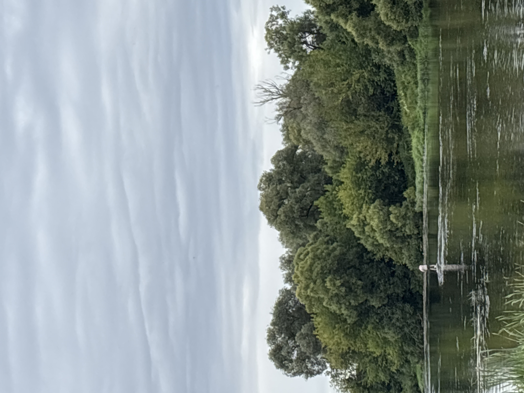 A lone individual stands on a paddleboard in the Moskva River in Zvenigorod, Russia, near a dense, tree-lined bank. The sky is overcast with layers of gray clouds. The river is calm, with ripples reflecting the overcast sky and green foliage of the trees. The person, wearing light-colored clothing, is positioned in the center of the frame, facing away from the camera. The paddleboard is white. The vegetation along the riverbank consists of a variety of green trees and some shorter grass. The overall impression is a quiet, natural scene under a muted sky.