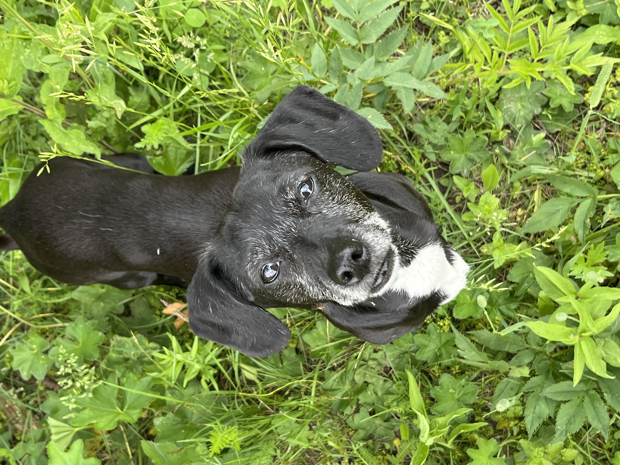 A high-angle medium shot captures a black and white dog lying in lush green grass. The dog's head is angled upwards, looking directly at the camera with bright, alert eyes. Its fur is primarily black, with a white blaze on its chest and snout, and graying around its muzzle, suggesting an older dog. Its ears are long and floppy, framing its face. The background is a dense carpet of various green plants and grasses, some of which have small white flowers, indicating an outdoor setting. The lighting suggests it is daytime, and the overall scene is peaceful and natural, likely a park or backyard in Nizhny Tagil, Russia. There is no visible text in the image.