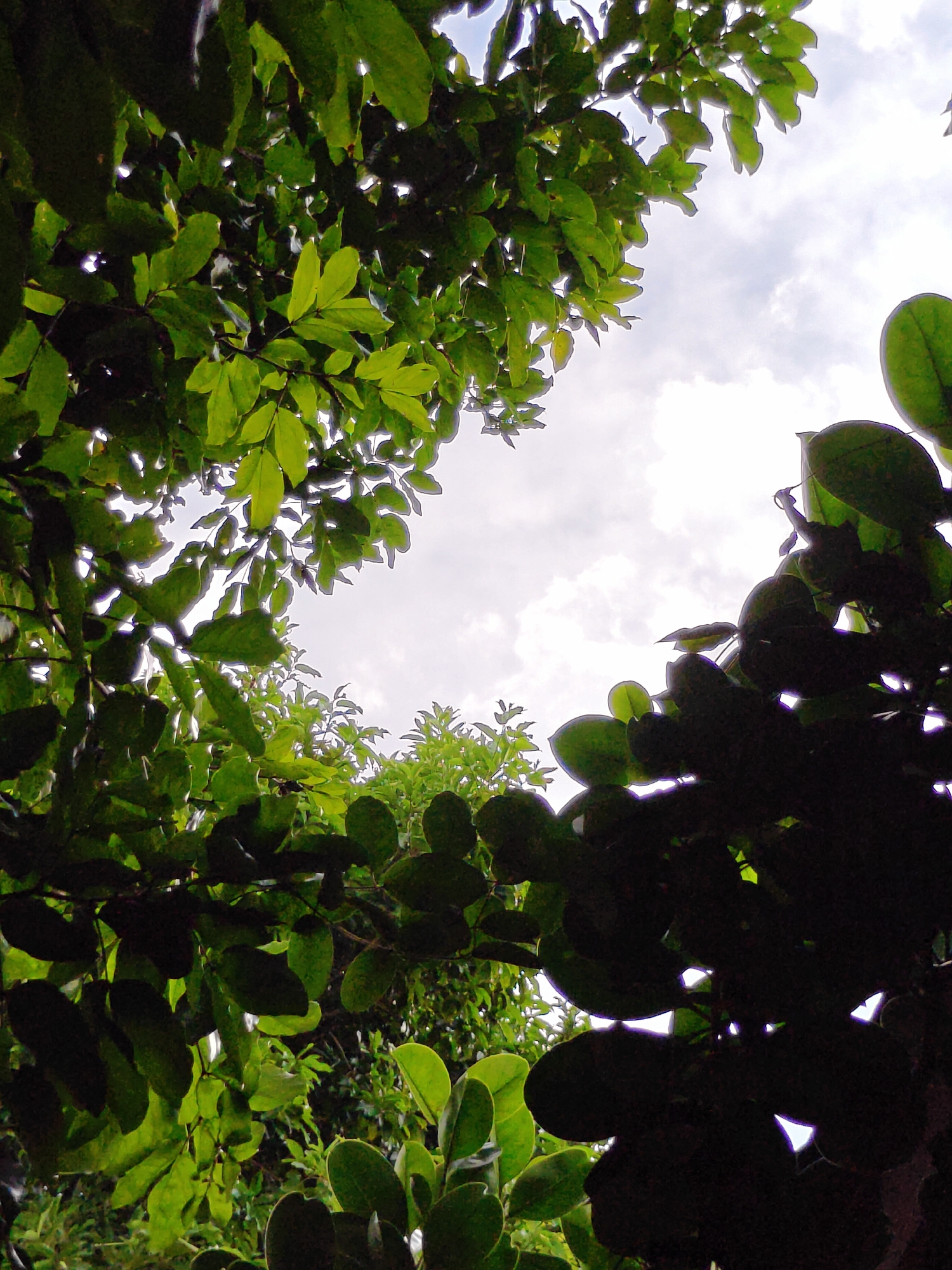 This low-angle outdoor shot captures lush green foliage against a bright, overcast sky. The leaves are varied in size and shade, with some branches silhouetted against the light. The image appears to be taken from within a dense garden or park area in the Mu Si district of Thailand, with the overhanging canopy of trees creating a natural frame around the sky. The overall impression is one of being enveloped by nature, looking up towards the heavens.