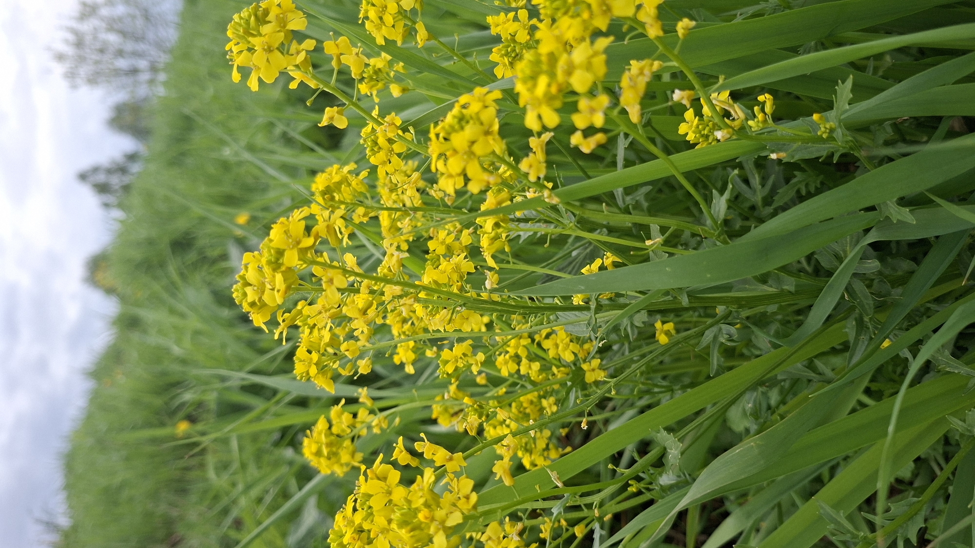 The image shows a field of yellow flowers and green grass in Забалоцкі сельскі Савет, Belarus. The flowers are clustered together and the grass is tall and green. The sky is overcast.