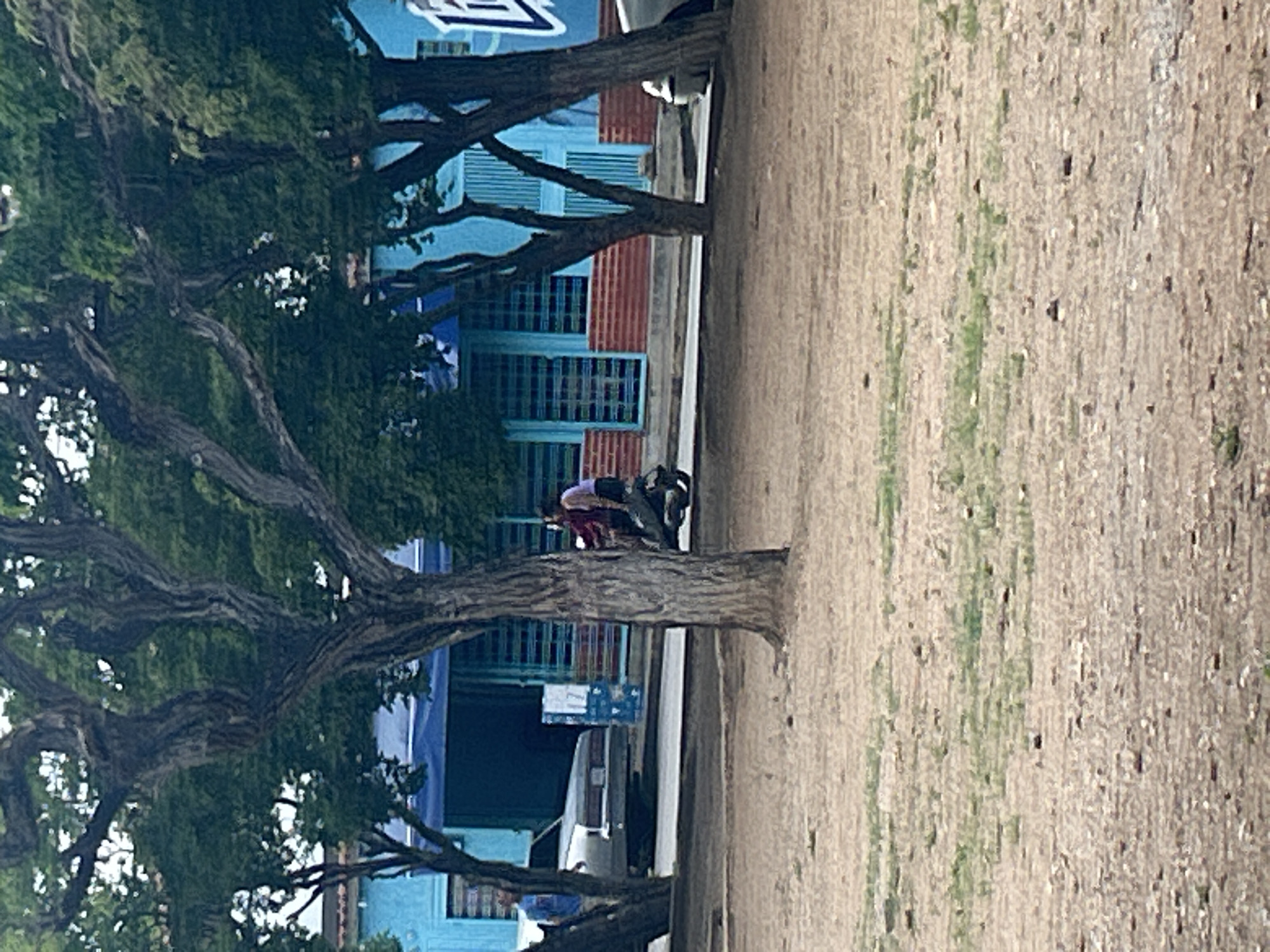 The image depicts a street scene in Santa Ana, Venezuela, dominated by a large tree in the foreground. In the middle ground, a light-colored sedan is parked on the left, and further to the right, two individuals are riding a scooter. The background features a bright blue building with red brick accents and metal window bars. The ground in the foreground is a mix of dirt and sparse green vegetation.