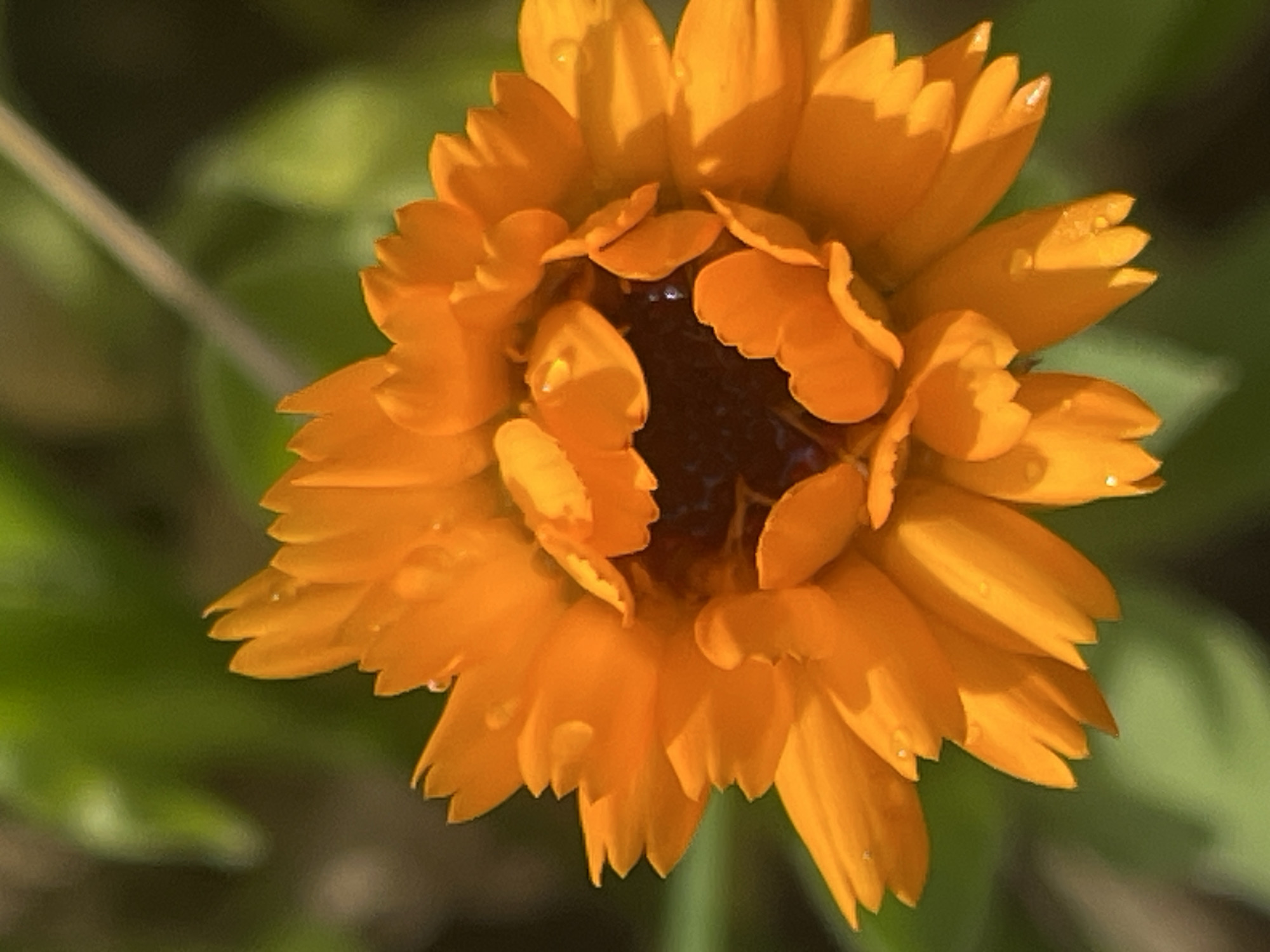 The image displays a close-up, vertical shot of a bright orange flower, possibly a marigold, with several petals showing small water droplets. The flower's center is dark and textured. The background is a soft focus of green foliage, with a thin, light-colored stem or branch visible diagonally from the upper right to the mid-left. The lighting suggests natural daylight. There is no indication of Il'ino, Russia, or any urban elements in the image.