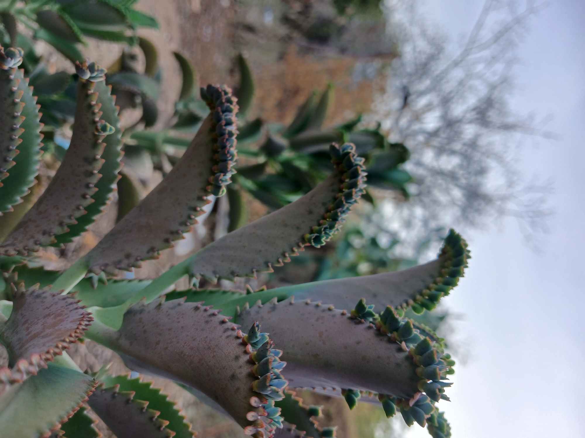 In Altagracia, Venezuela, a close-up photograph captures a Mother of Thousands plant, its leaves featuring small plantlets along their serrated edges. The plant's fleshy, paddle-shaped leaves are a muted purple-green, with hints of pinkish-brown at the teeth. In the background, a bare-branched tree with a hazy, light-colored trunk stands against an overcast sky. The ground is covered in dry, brown foliage and some scattered rocks. The image is taken outdoors, likely in a natural or semi-natural setting within the city.